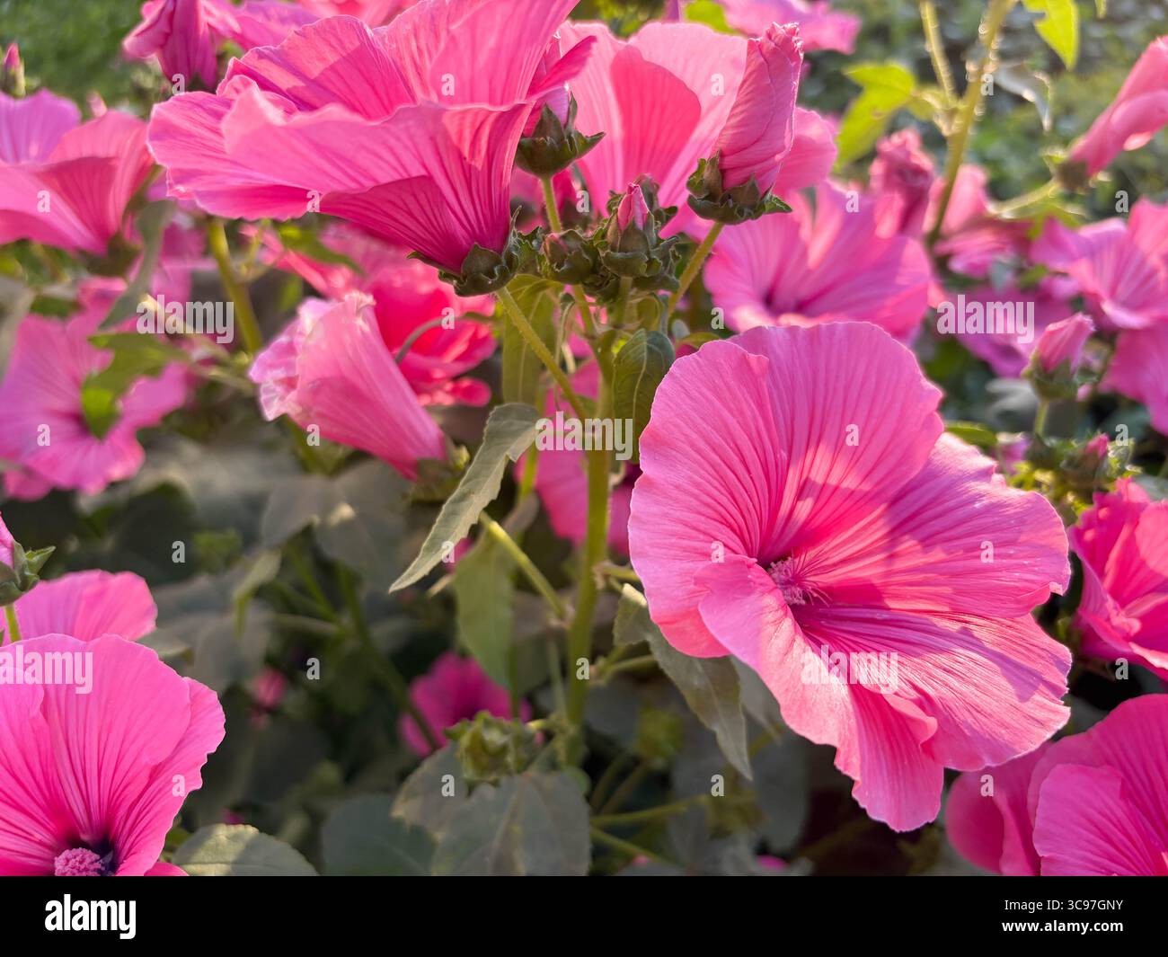 Petunia Easy Wave rose poussant sur un buisson luxuriant dans le jardin. Gros plan de bourgeons de pétunia roses. Banque D'Images