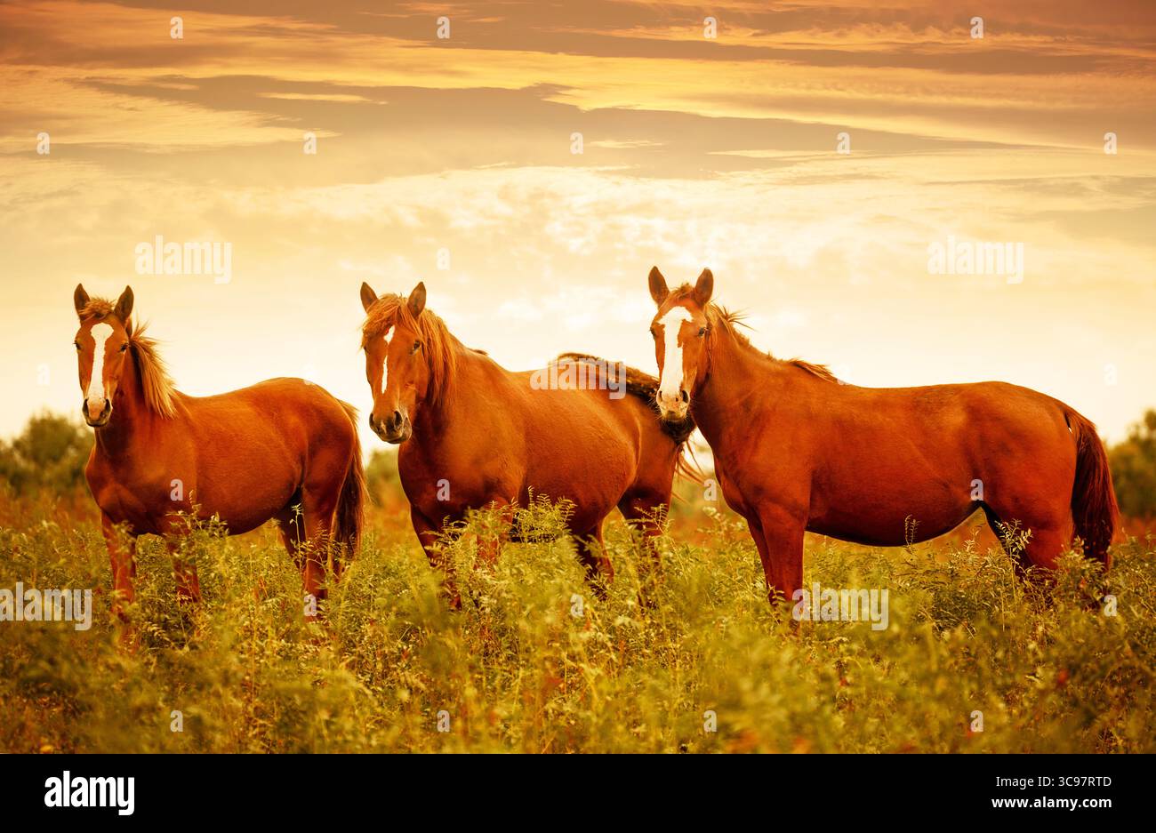Beaux chevaux bruns dans la prairie verte pendant un beau ciel de coucher de soleil. Banque D'Images
