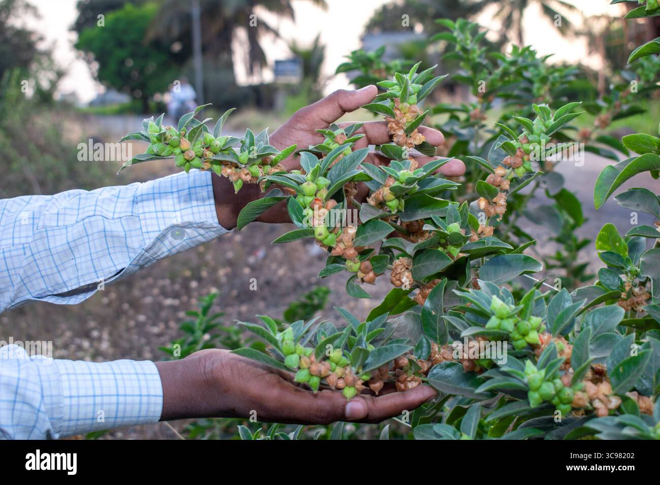 La plante verte d'Ashwagandha ou la plante de withania somnifera est la plante de médecine ayurvédique Banque D'Images