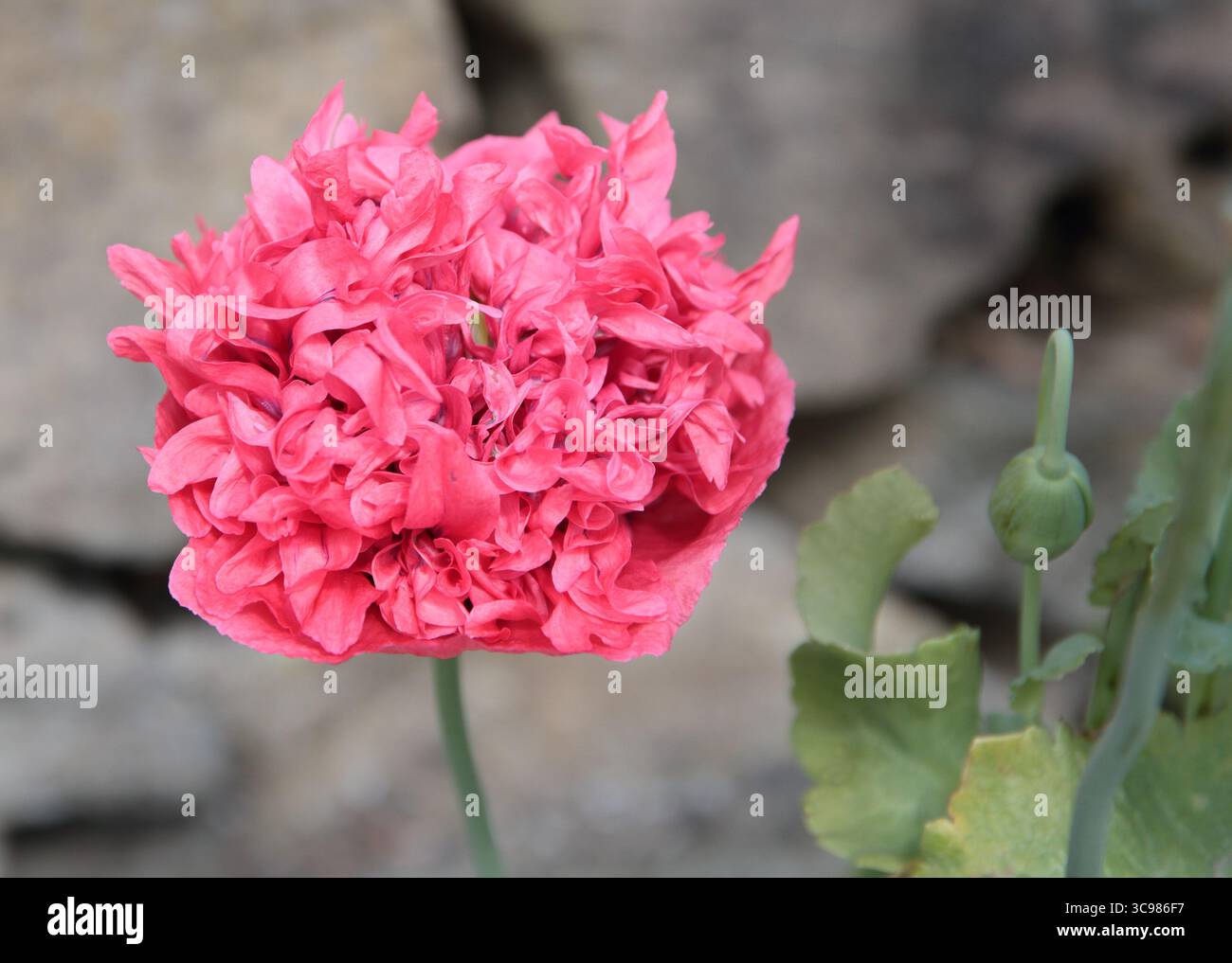 Coquelicot rose double opium (somniferum papave) Banque D'Images