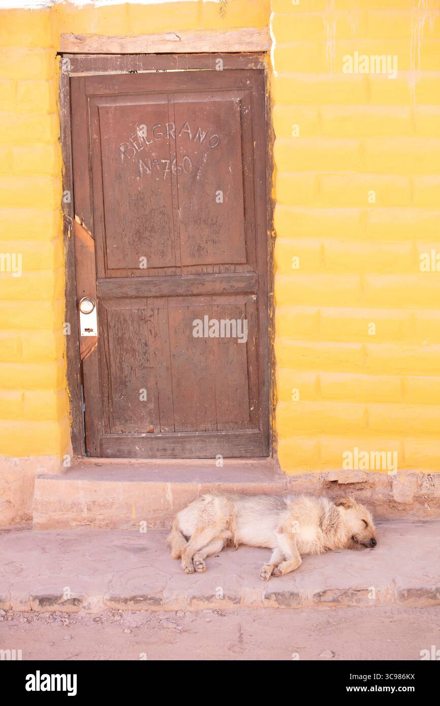 Chien allongé devant une porte en bois dans la ville de Tilcara, Quebrada de Humahuaca, Jujuy, Nord-Ouest de l'Argentine. Banque D'Images