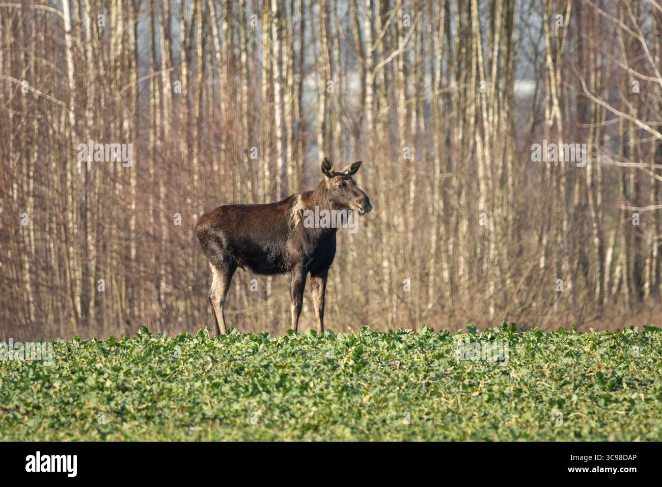 Un grand orignal avec une cicatrice se tient debout dans un champ de colza, à Zarzecze, dans l'est de la Pologne Banque D'Images Un grand orignal avec une cicatrice se tient debout dans un champ de colza, à Zarzecze, dans l'est de la Pologne Banque D'Images