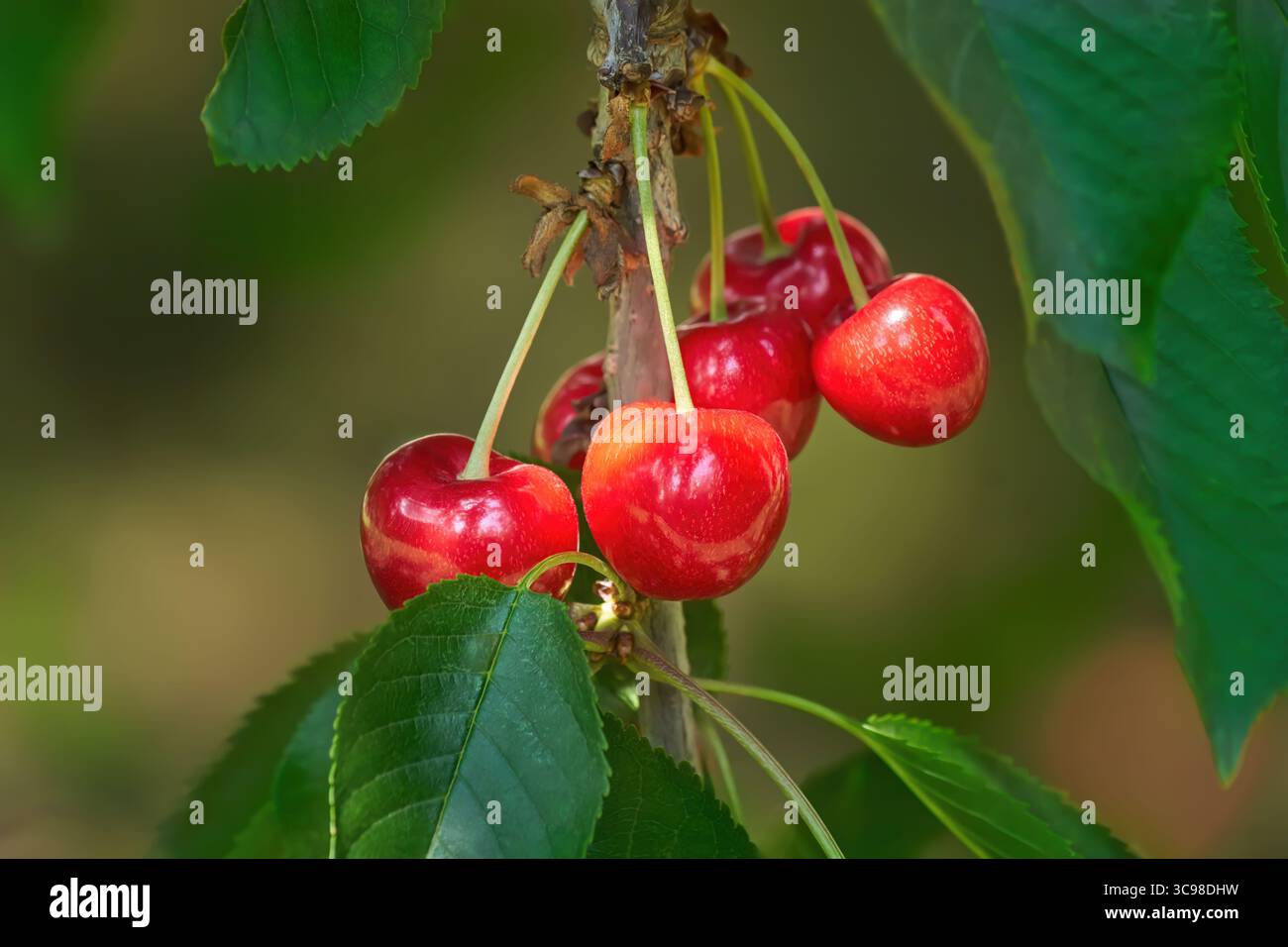 Cerises rouges en gros plan sur la branche d'un cerisier Banque D'Images