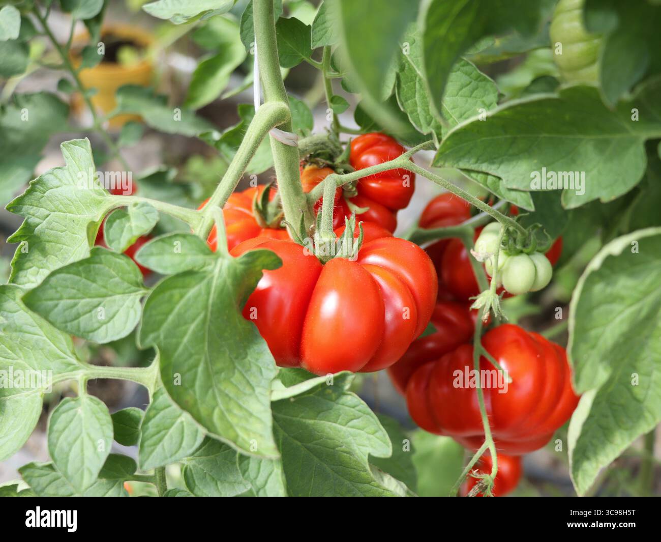 Tomates rouges mûres poussant sur la branche de vigne à la cour de maison ou en serre. Légumes naturels biologiques hérités cultivés à la maison sur la ferme de lit de jardin Banque D'Images