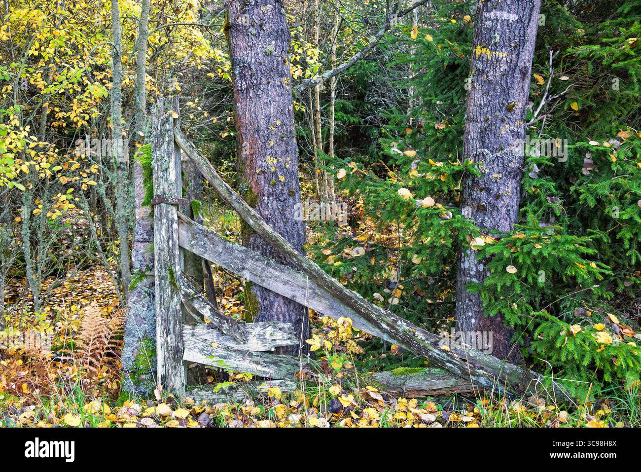 Vieille porte en bois délabrée dans une forêt à l'automne Banque D'Images
