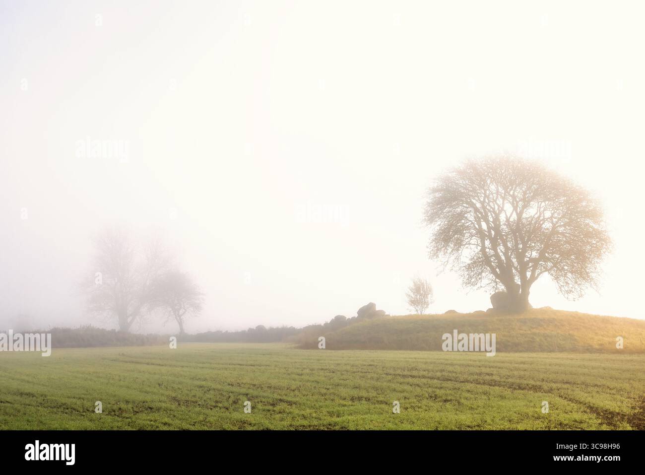 Champ vert un jour d'automne brumeux dans un paysage rural Banque D'Images
