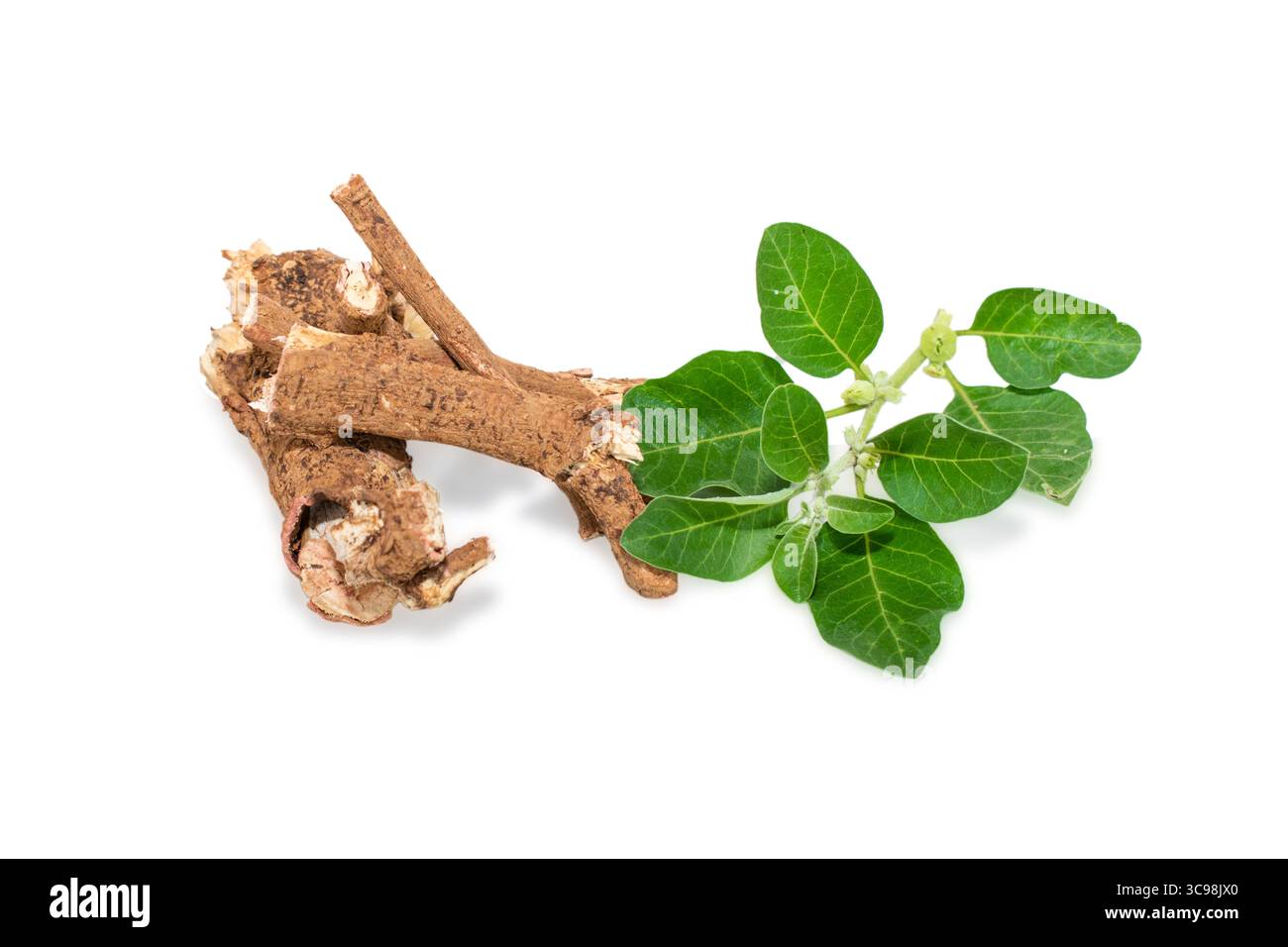 withania somnifera ( Ashwagandha) racine séchée, feuilles vertes plantes à base de plantes. withania somnifera isolé sur fond blanc Banque D'Images