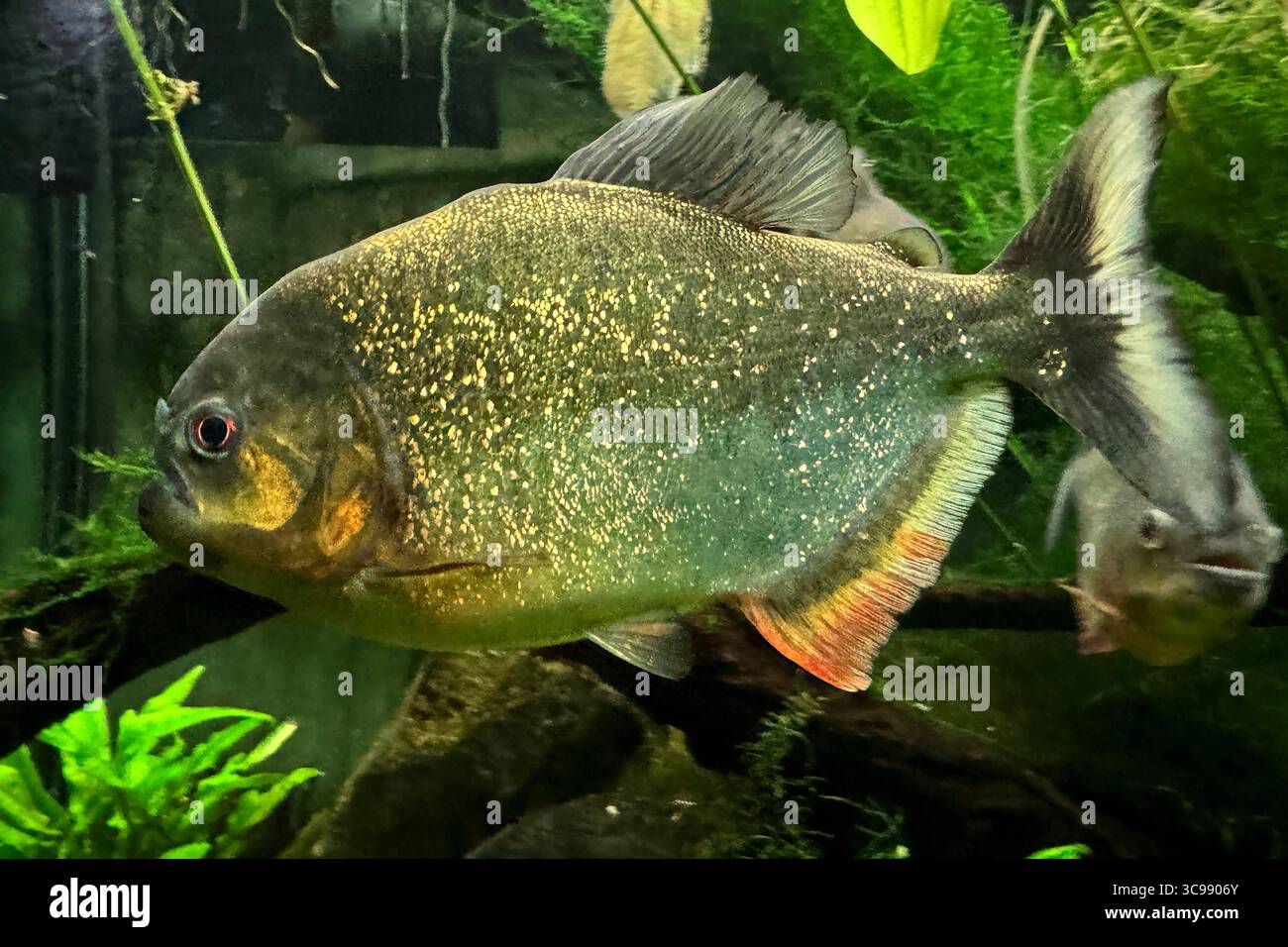 05.08.2025 xsvx, Wirtschaft, Reptilium Landau, Rotbauchiger Rotbäuchiger Piranha. Südamerikanische Fischart, die für ihre kräftige rote Bauchfärbung und ihre scharfen Zähne bekannt ist. Natterers Sägesalmler, Roter Piranha. Serrasalmus nattereri Landau *** 05 08 2025 xsvx, Economie, Reptilium Landau, ventre rouge Piranha ventre rouge espèce de poisson sud-américain connue pour sa coloration rouge vif du ventre et ses dents acérées Natterers Sawtail, Piranha rouge Serrasalmus nattereri Landau Banque D'Images