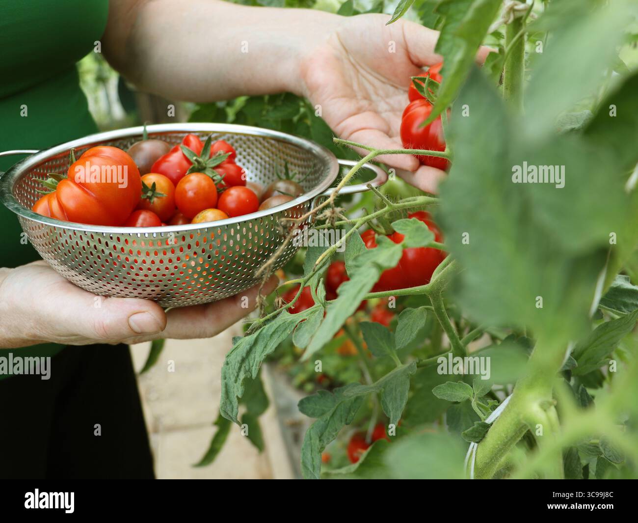 Tomates biologiques mûres en serre dans un jardin prêt à être récolté. Légumes frais dans les mains de la femme. Concept de nourriture saine Banque D'Images