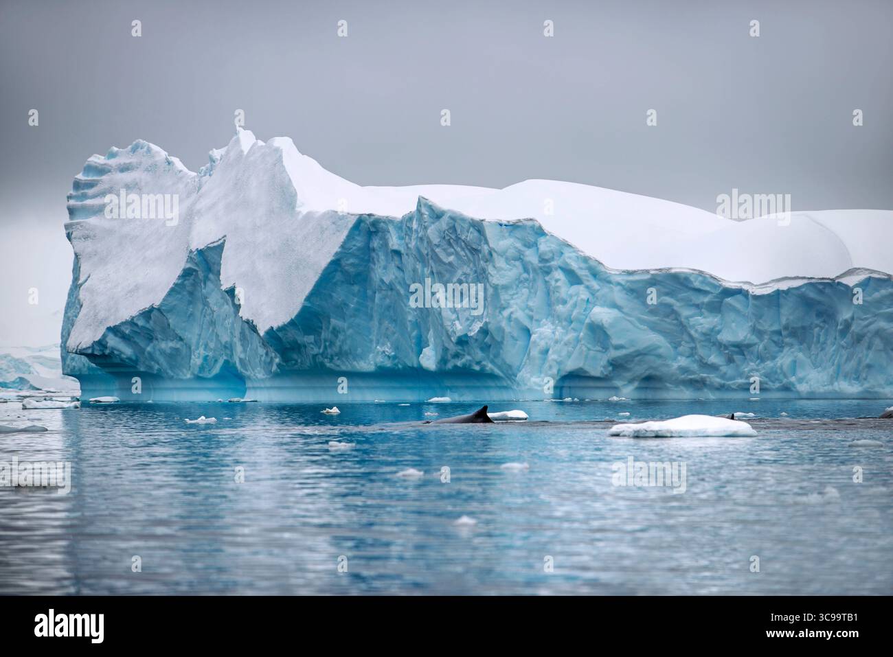 26 mars 2019, Antarctique : baleine à bosse adulte (Megaptera novaeangliae), plongée dans la baie de Wilhelmina, Antarctique, régions polaires (crédit image : © Sergi Reboredo/ZUMA Press Wire) Banque D'Images
