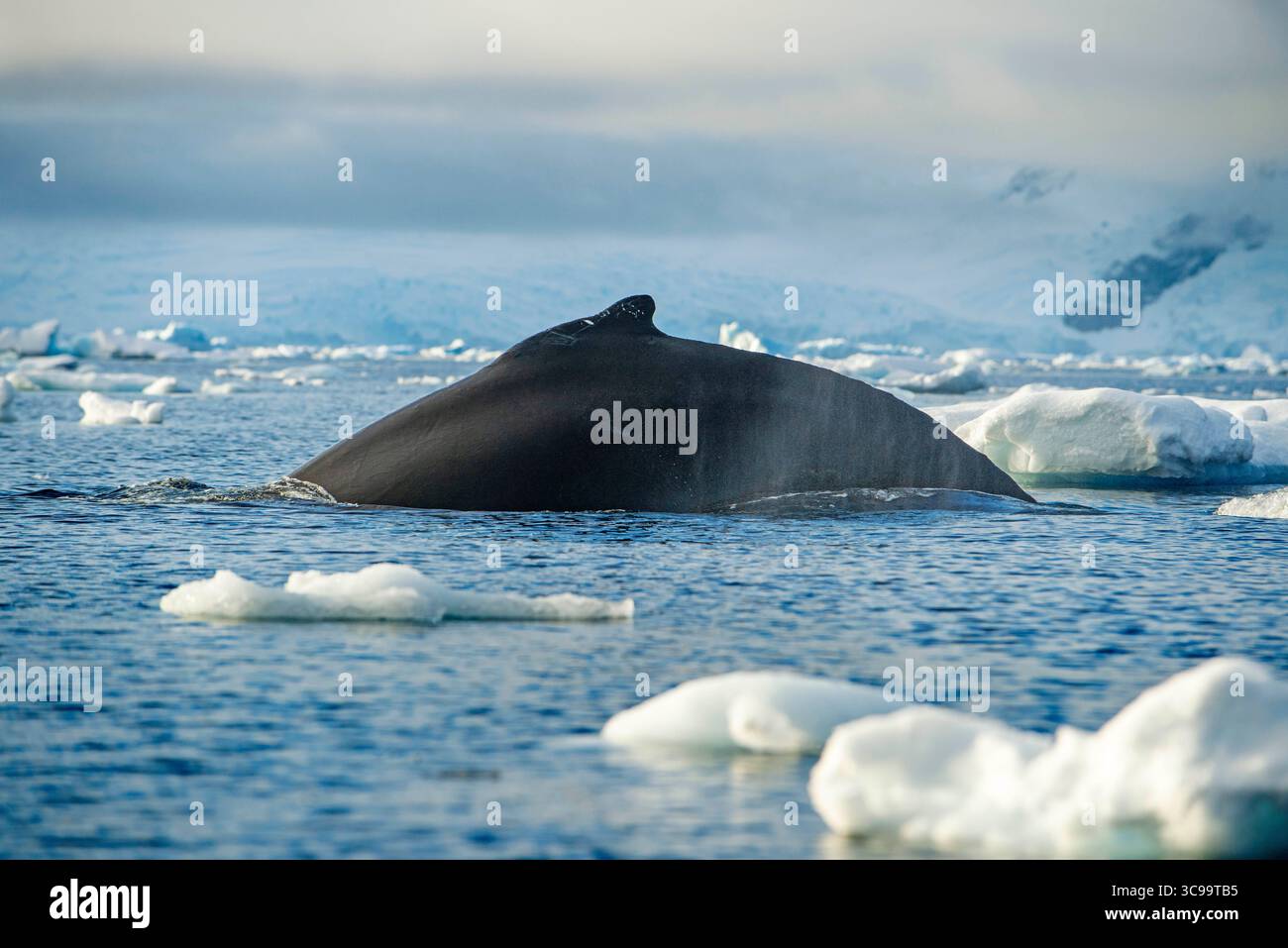 26 mars 2019, Antarctique : baleine à bosse adulte (Megaptera novaeangliae), plongée dans la baie de Wilhelmina, Antarctique, régions polaires (crédit image : © Sergi Reboredo/ZUMA Press Wire) Banque D'Images