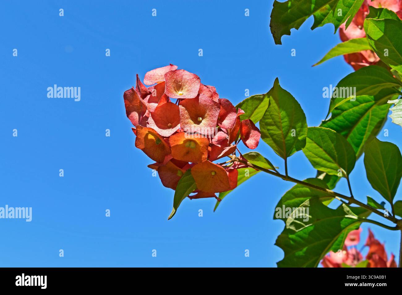 Plante de chapeau chinoise (Holmskioldia sanguinea) et ciel bleu à Rio de Janeiro, Brésil Banque D'Images Plante de chapeau chinoise (Holmskioldia sanguinea) et ciel bleu à Rio de Janeiro, Brésil Banque D'Images