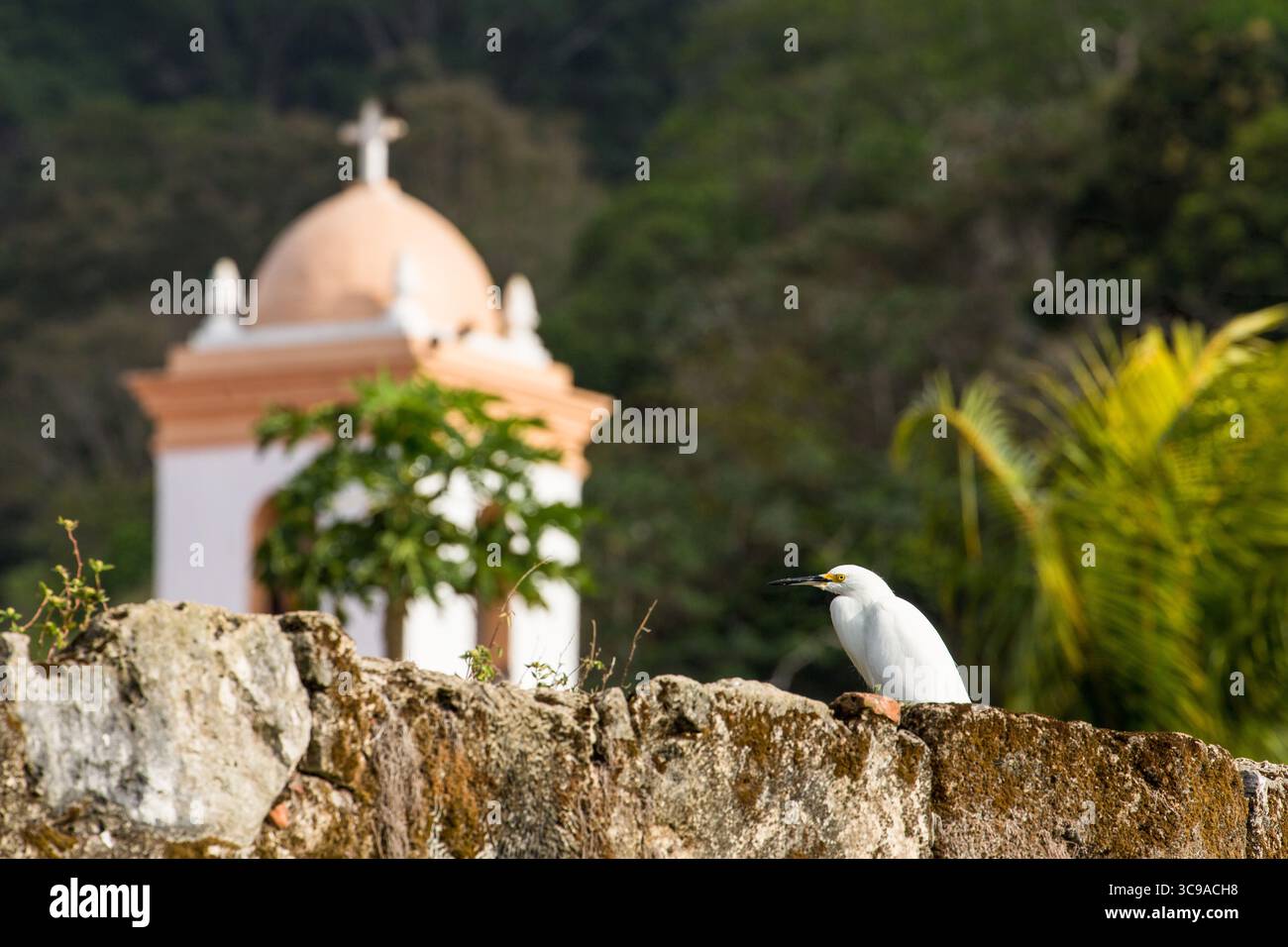 11 mars 2016, Portobelo, province de Colon, Panama : une Grande aigrette perche sur le mur du fort San Geronimo avec l'église de San Felipe, l'église du Christ Noir, en arrière-plan à Portobelo, Panama. Site classé au patrimoine mondial de l'UNESCO. (Crédit image : © Jon G. Fuller / Vwpics/VW pics via ZUMA Press Wire) Banque D'Images