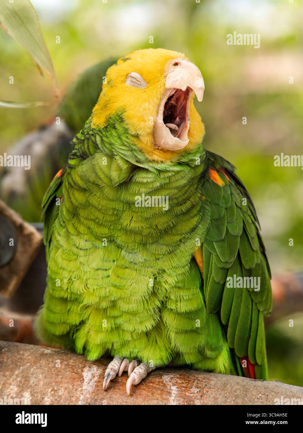 Gros plan vue portrait de perroquet de couleur jaune vert, aras sauvage, perroquet amazonien à tête jaune s'étirant après le repas Banque D'Images