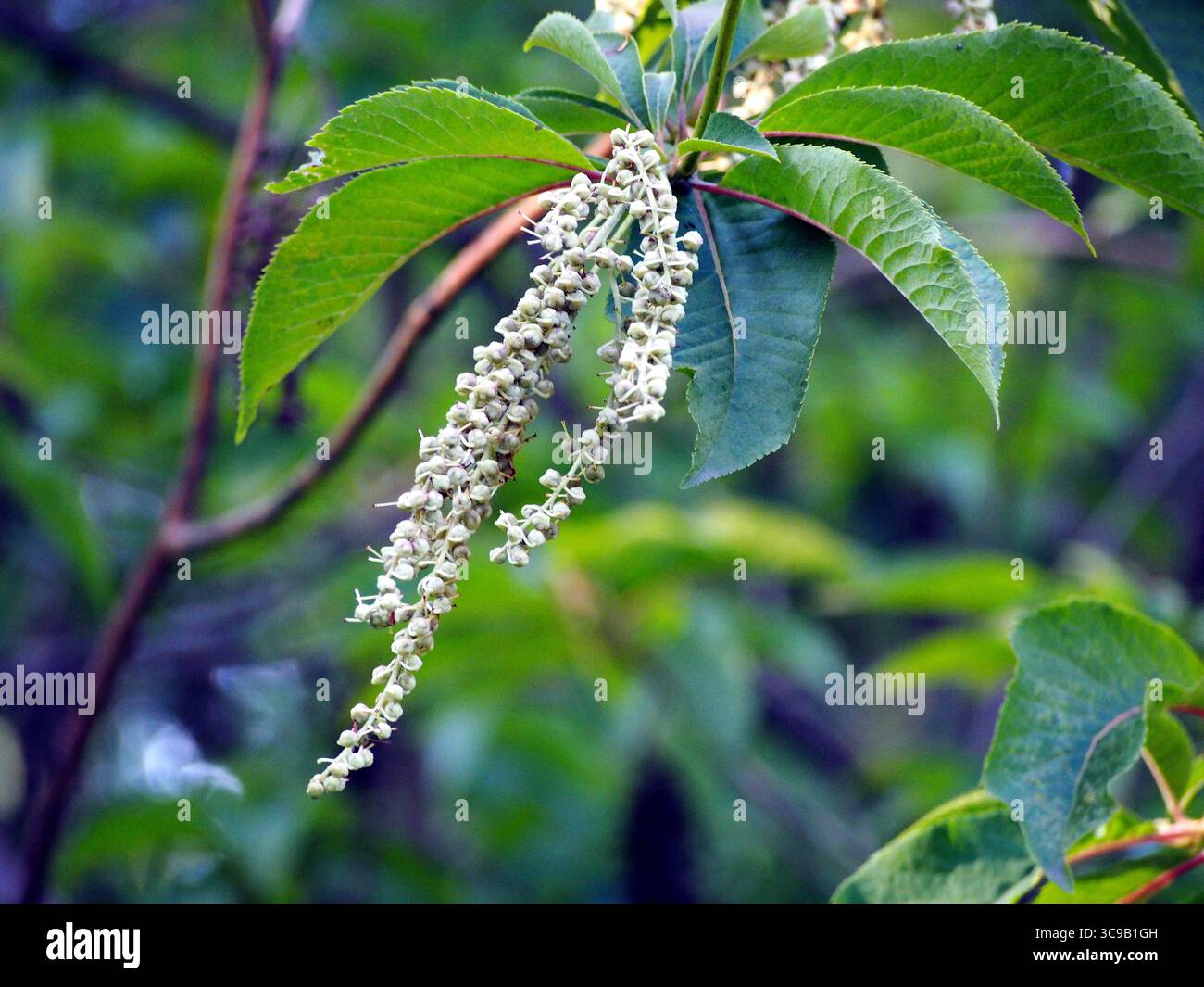Gros plan de Clethra alnifolia (douceur estivale) en fleurs avec des fleurs blanches parfumées et des feuilles vertes, capturées à la lumière naturelle dans un cadre de jardin Banque D'Images