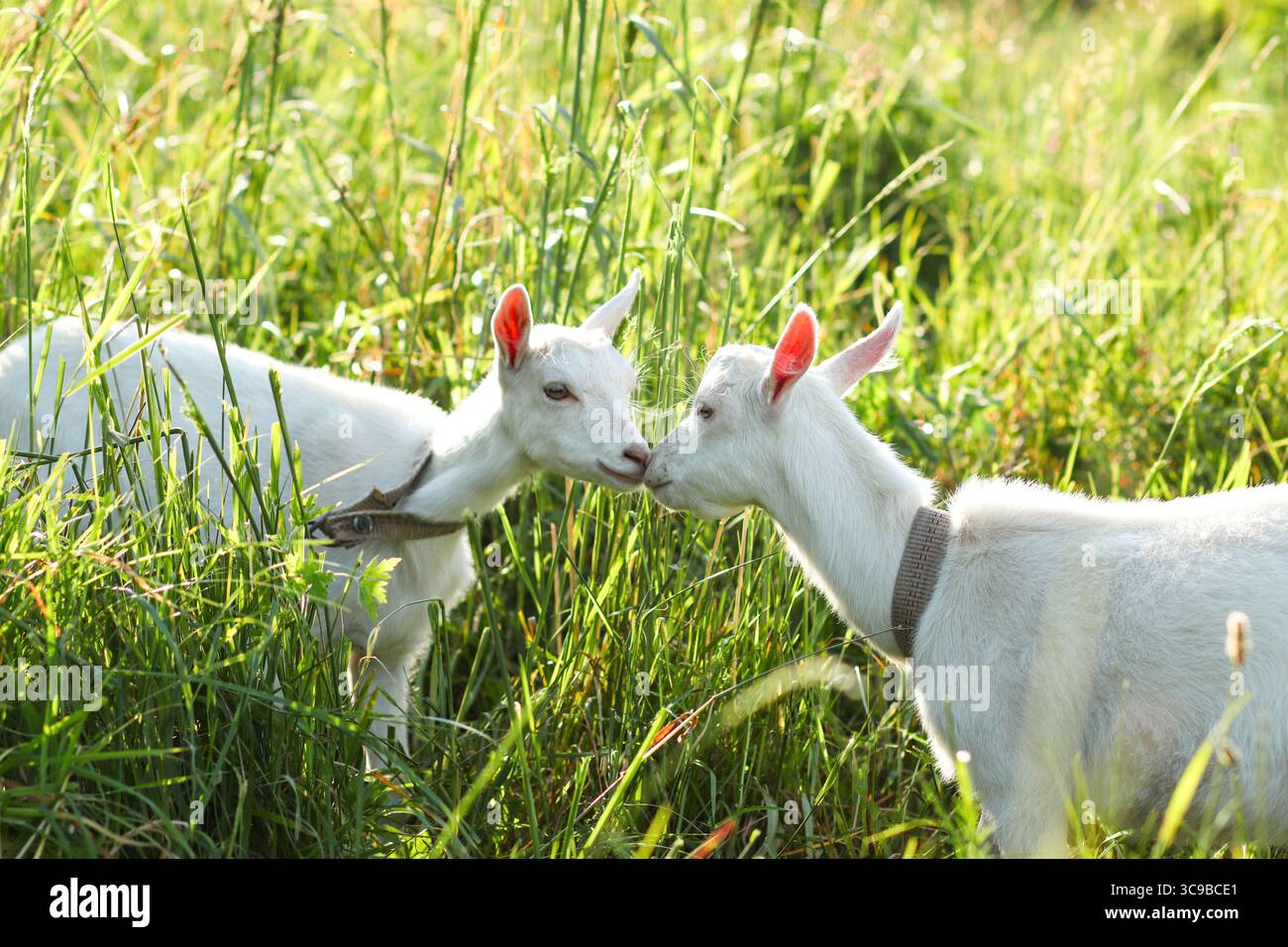 Un moment drôle et mignon dans une ferme : une personne partageant un doux baiser avec un bébé chèvre. Cette image est parfaite pour une Saint-Valentin ou amour à thème des Banque D'Images