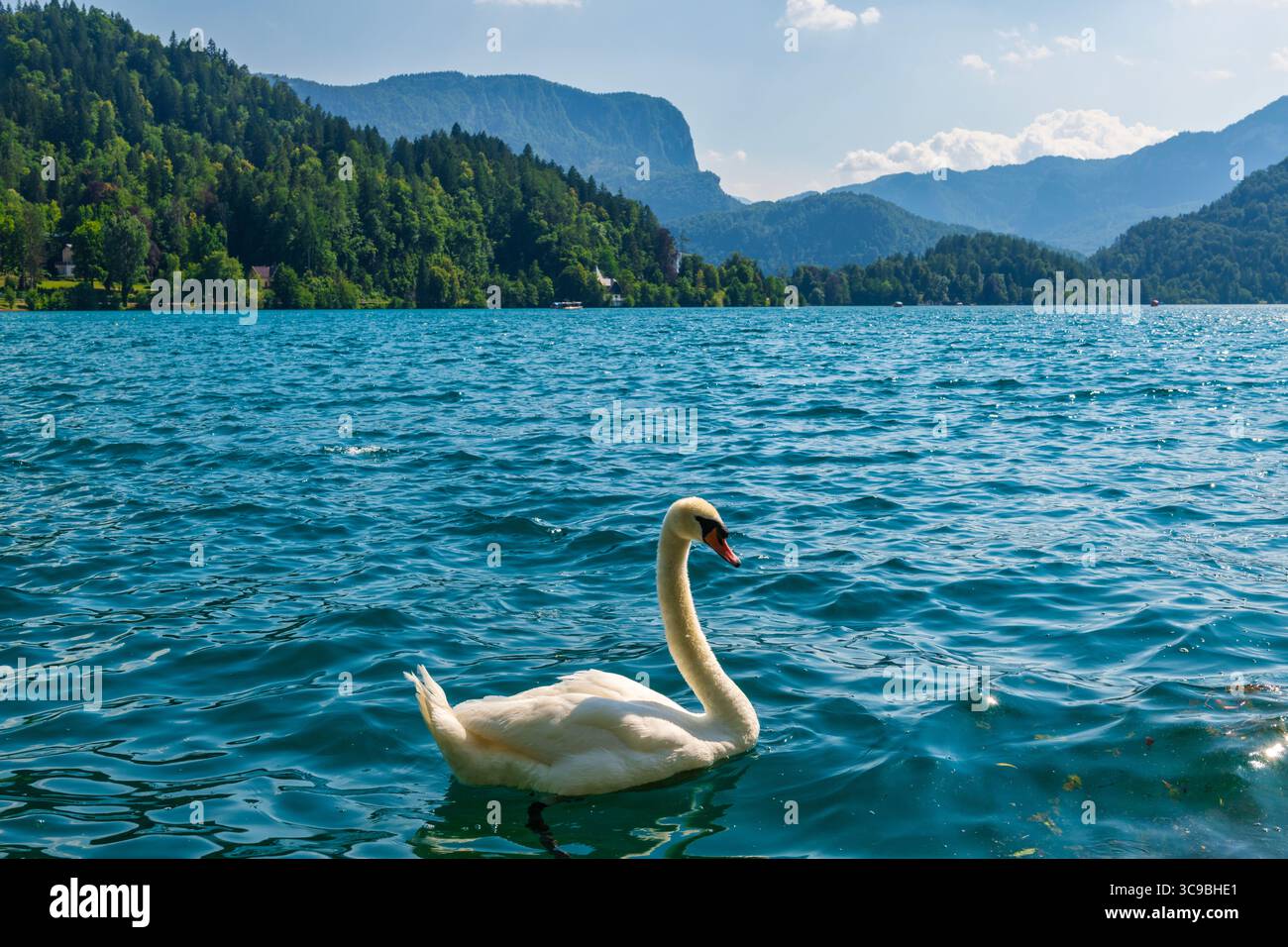 Un cygne sur le magnifique lac de Bled en Slovénie en Europe Banque D'Images