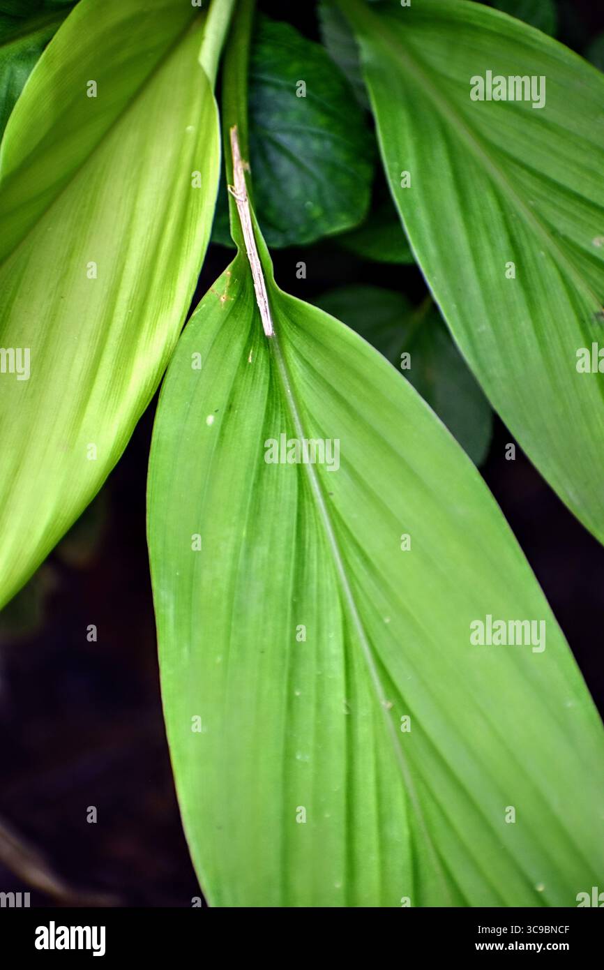 Feuilles de gingembre vert éclatant avec une forme de lance gracieuse et un arôme frais, ajoutant une beauté tropicale et une élégance naturelle aux jardins et aux aménagements. Banque D'Images