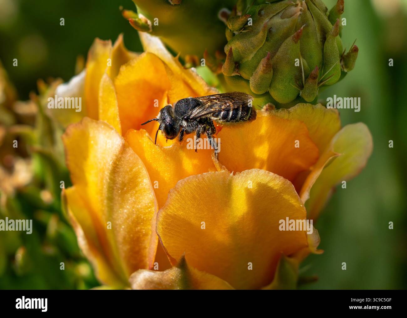 Gros plan d'une abeille du bois de Cactus (Lithurgopsis) au sommet des pétales d'une fleur de cactus de poire Prickly des Plaines. Banque D'Images