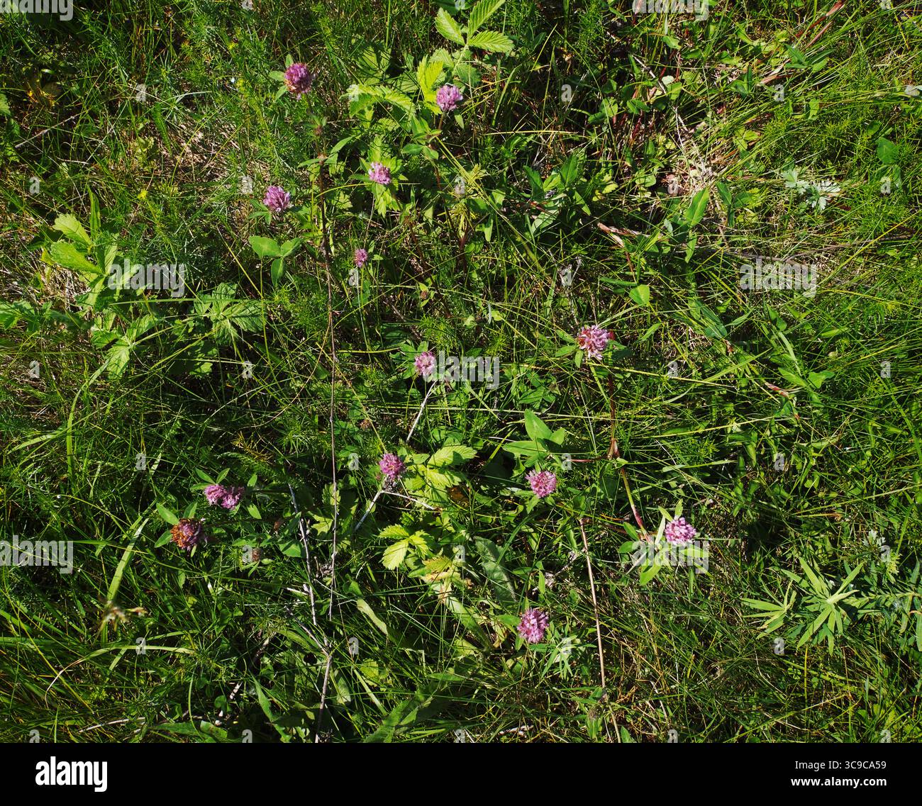 Fleurs de trèfle rose sur fond d'herbe verte sauvage Banque D'Images