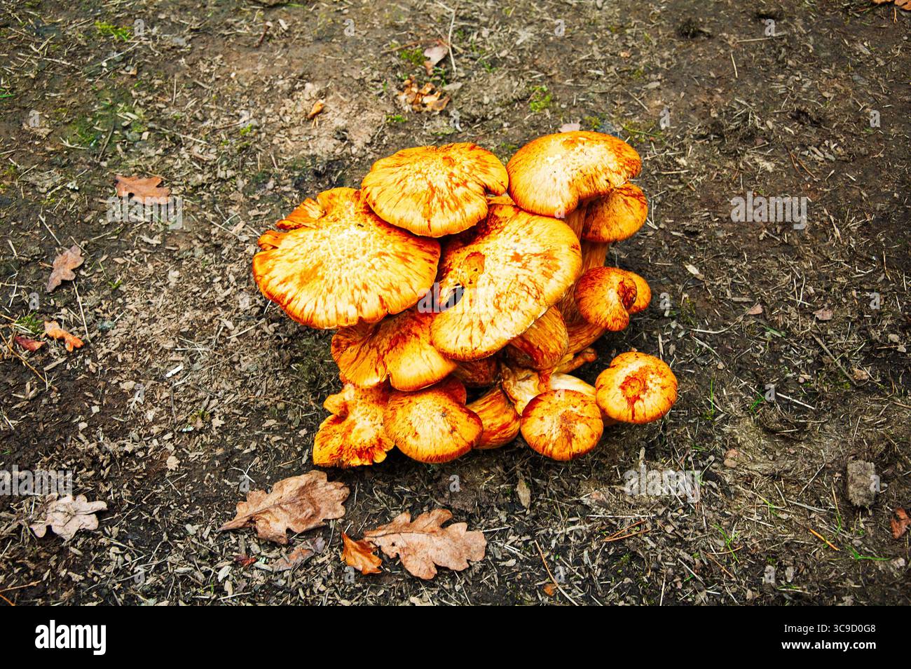 Grappe de champignons orange sur le sol forestier. Scène automnale. Banque D'Images