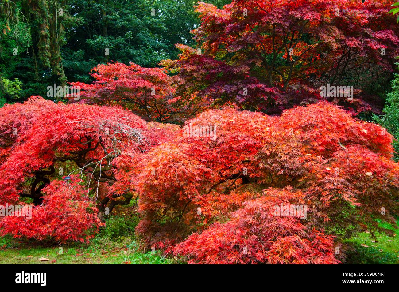 Érables japonais rouges vibrants en automne. Une scène colorée de feuillage d'automne. Banque D'Images