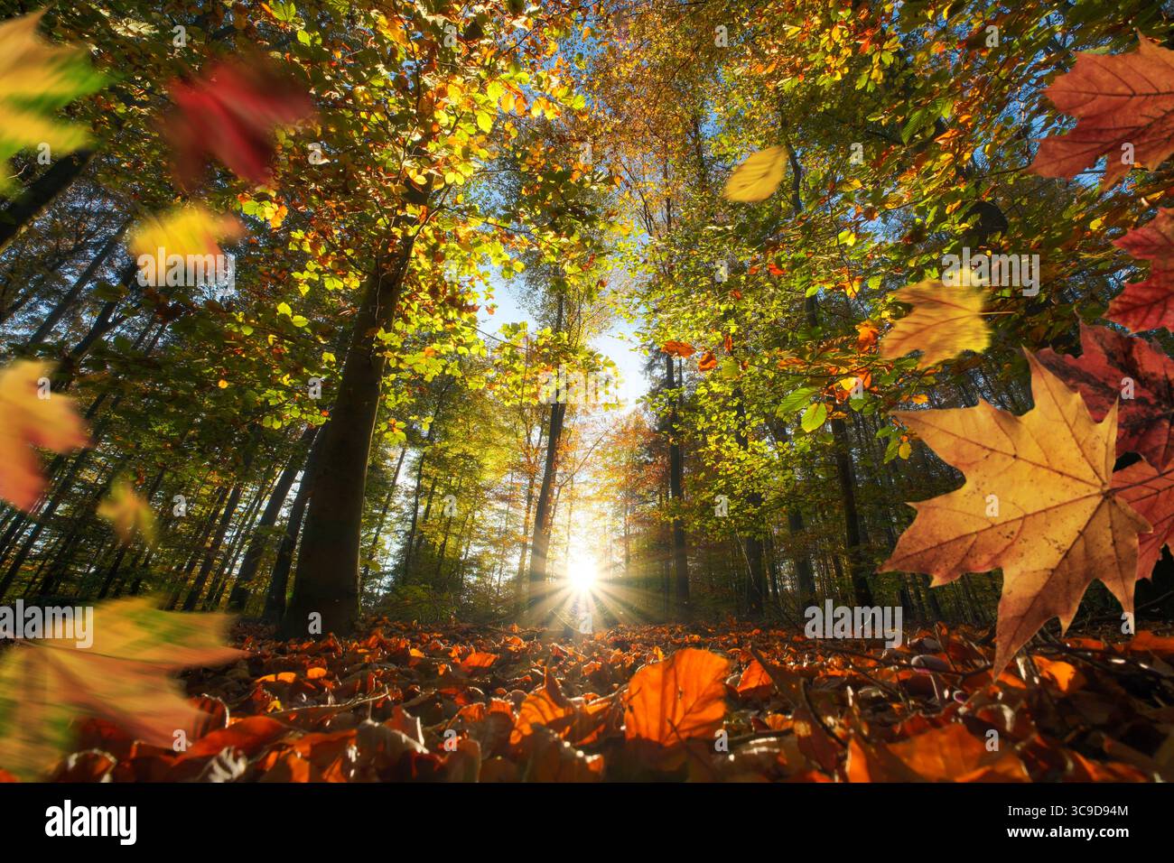 Feuilles d'automne colorées tombant dans une forêt animée avec le soleil illuminant le feuillage sur les arbres magnifiques Banque D'Images