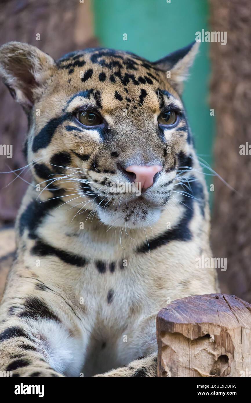 Léopard nuageux gros plan portrait Neofelis nebulosa. Animal sauvage. Banque D'Images