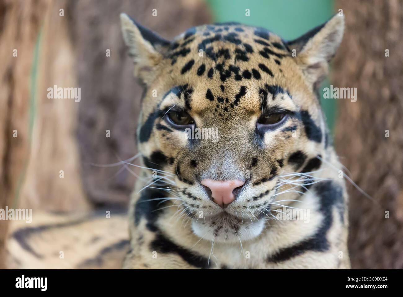 Léopard nuageux gros plan portrait Neofelis nebulosa. Animal sauvage. Banque D'Images