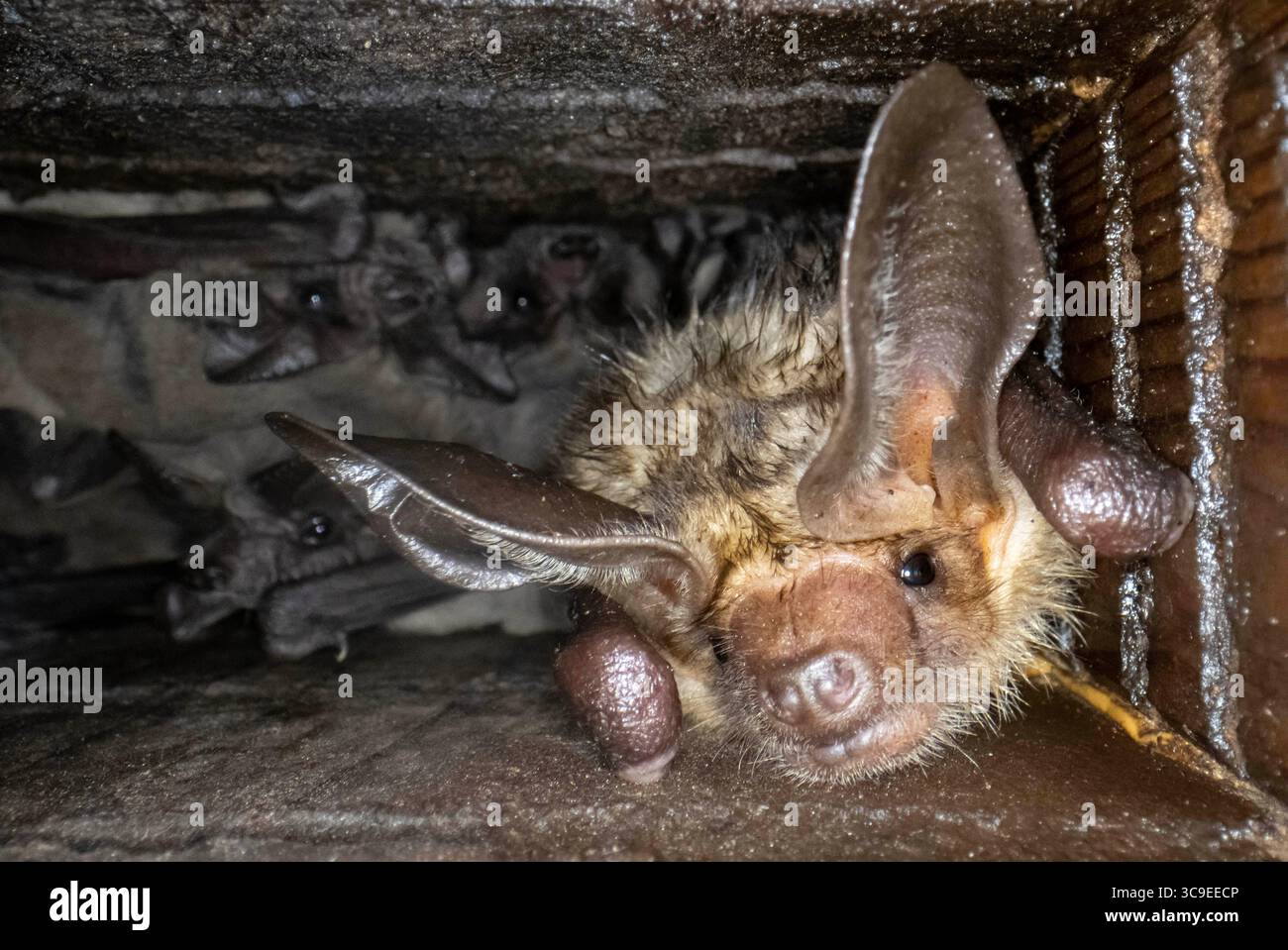 31 octobre 2022, Elkton, Oregon, États-Unis : un jour d'Halloween frais, une colonie de chauves-souris se détendent dans leur maison de chauves-souris sur le côté de la grange près d'Elkton dans le sud-ouest de l'Oregon. Les chauves-souris sont les seuls mammifères capables d’un véritable vol, et elles partent la nuit pour se régaler d’insectes, de fruits et de nectarâ€”selon les espèces. (Crédit image : © Robin Loznak/ZUMA Press Wire) Banque D'Images