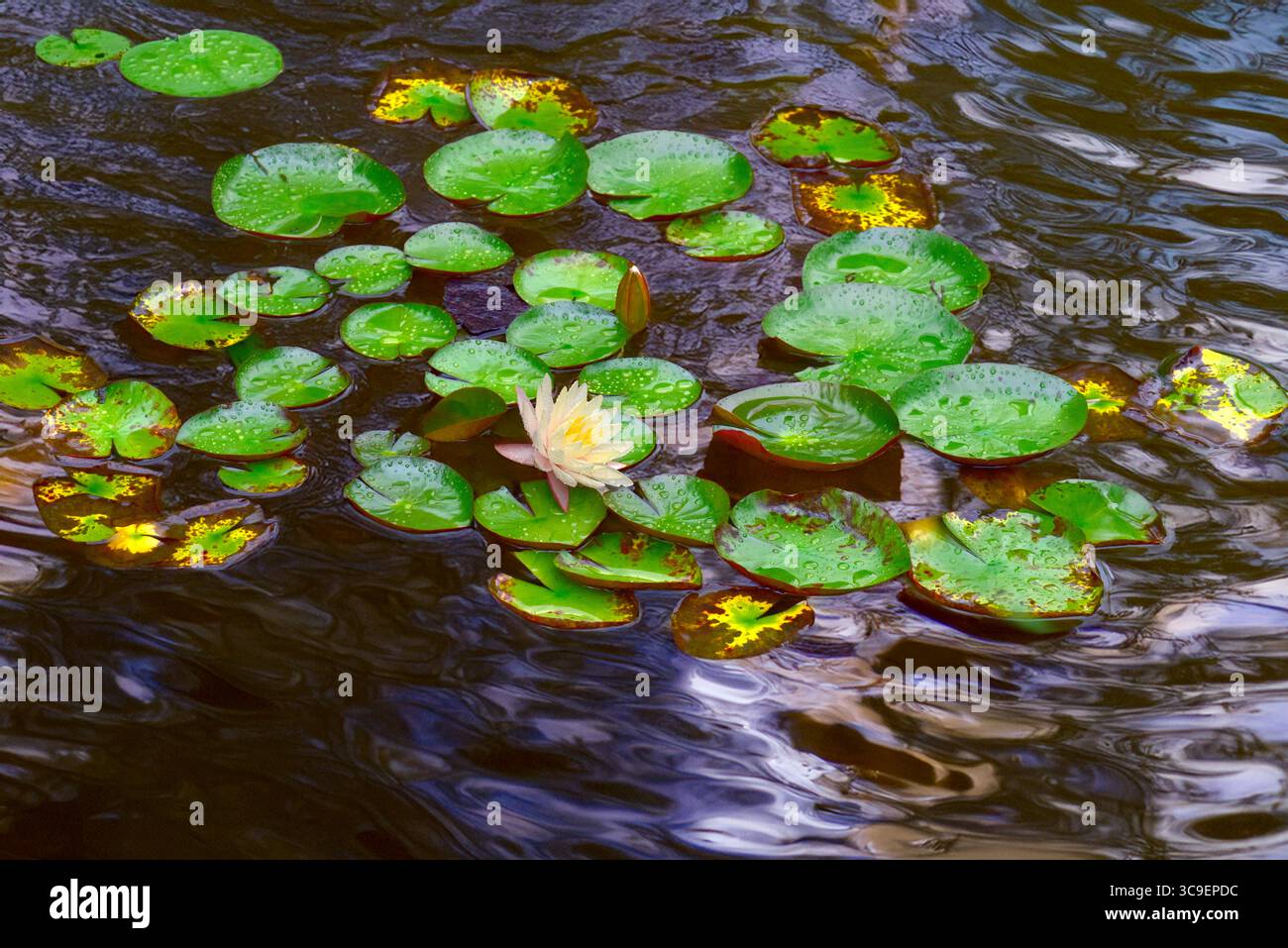Nénuphars (Marliacea sp.) flottant dans un étang de domaine décoratif Banque D'Images