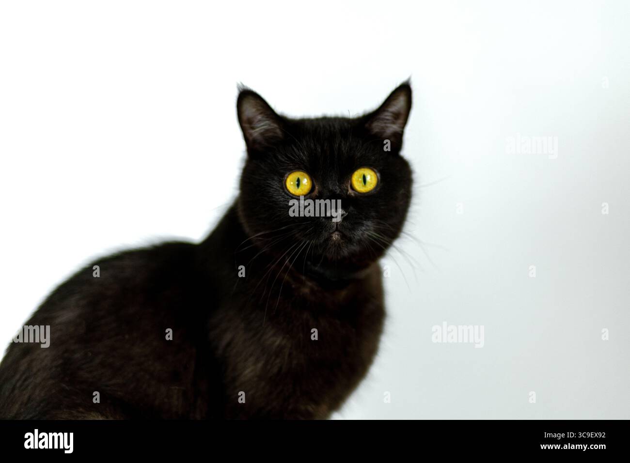Un chat noir aux yeux jaunes vifs est assis tranquillement, observant son environnement. La fourrure élégante et le col rose de l'animal contrastent avec le bac doux et léger Banque D'Images