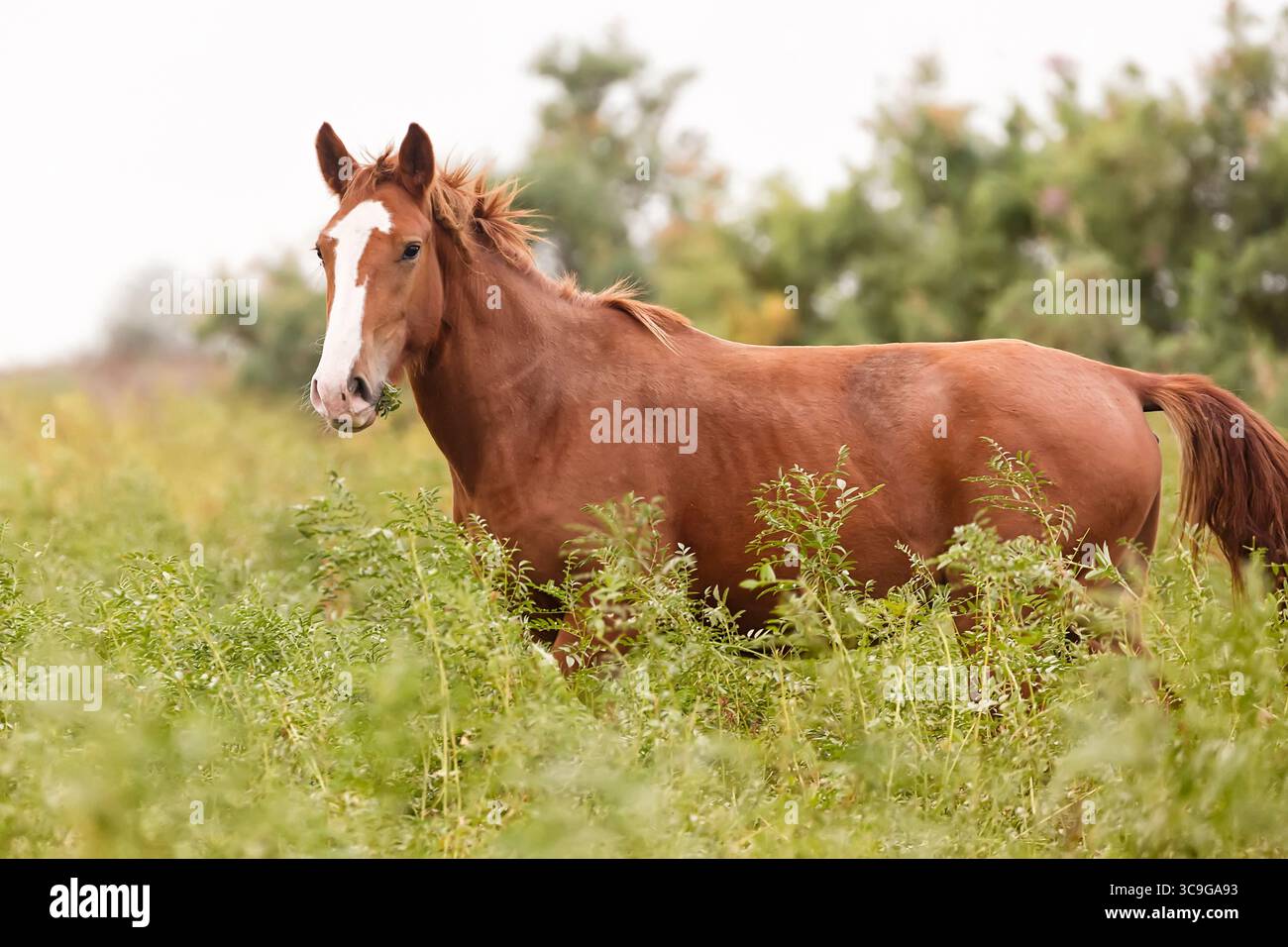 Beau cheval brun dans la prairie verte. Banque D'Images