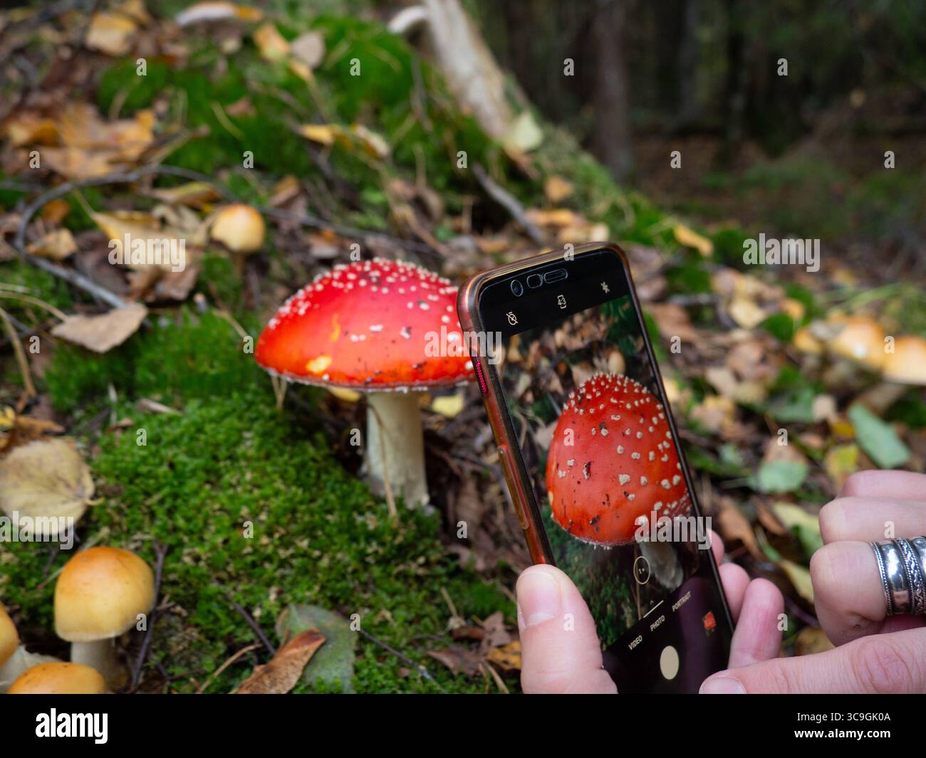 Personne photographiant un champignon agarique à la mouche (Amanita muscaria) avec smartphone dans la forêt d'automne, champignon rouge toxique sur un sol mousselé Banque D'Images