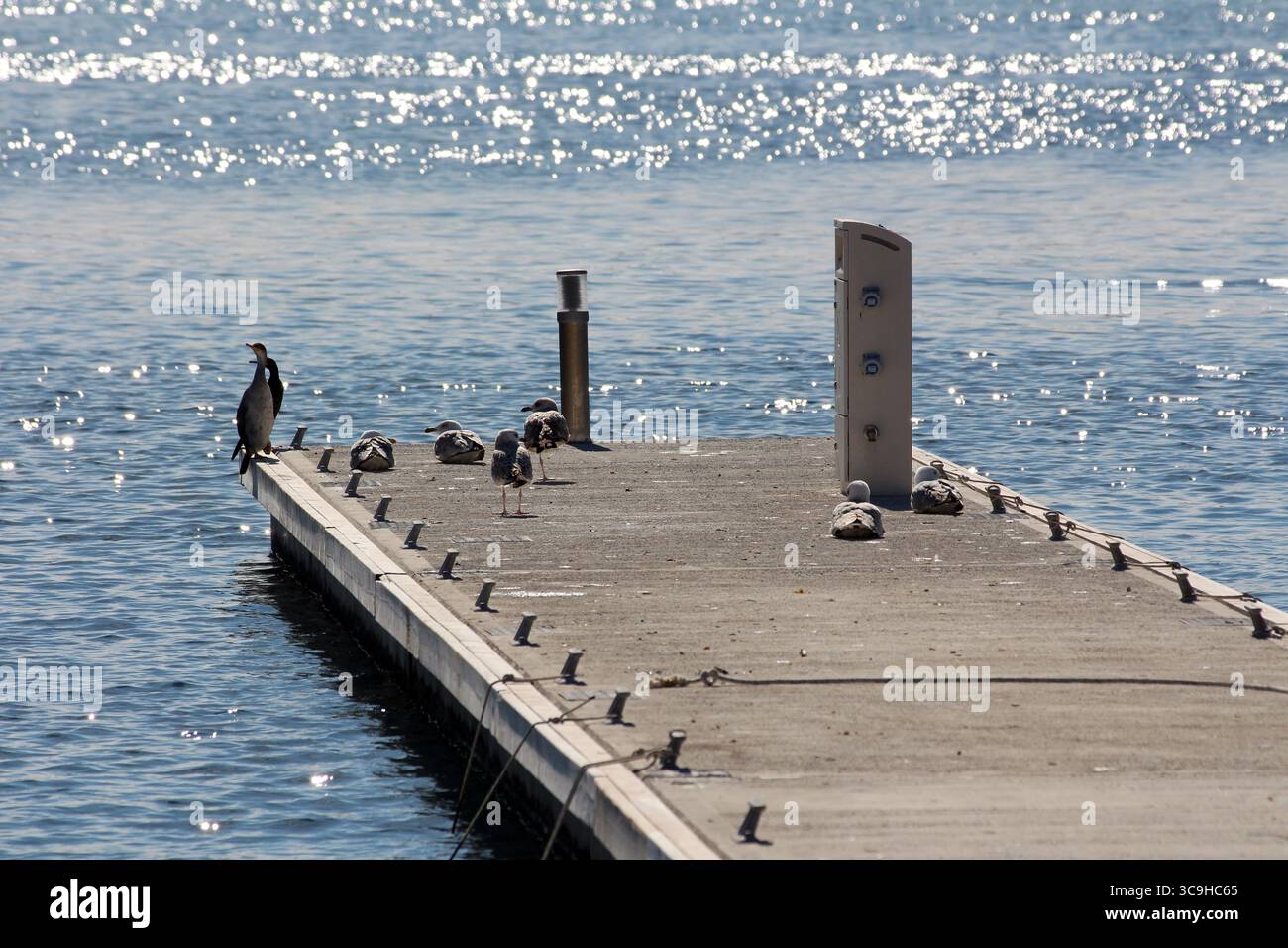 Mouettes et cormorans se rassemblent sur une jetée en béton baignée de soleil, certains debout et d'autres au repos, avec une eau bleu scintillante en arrière-plan Banque D'Images