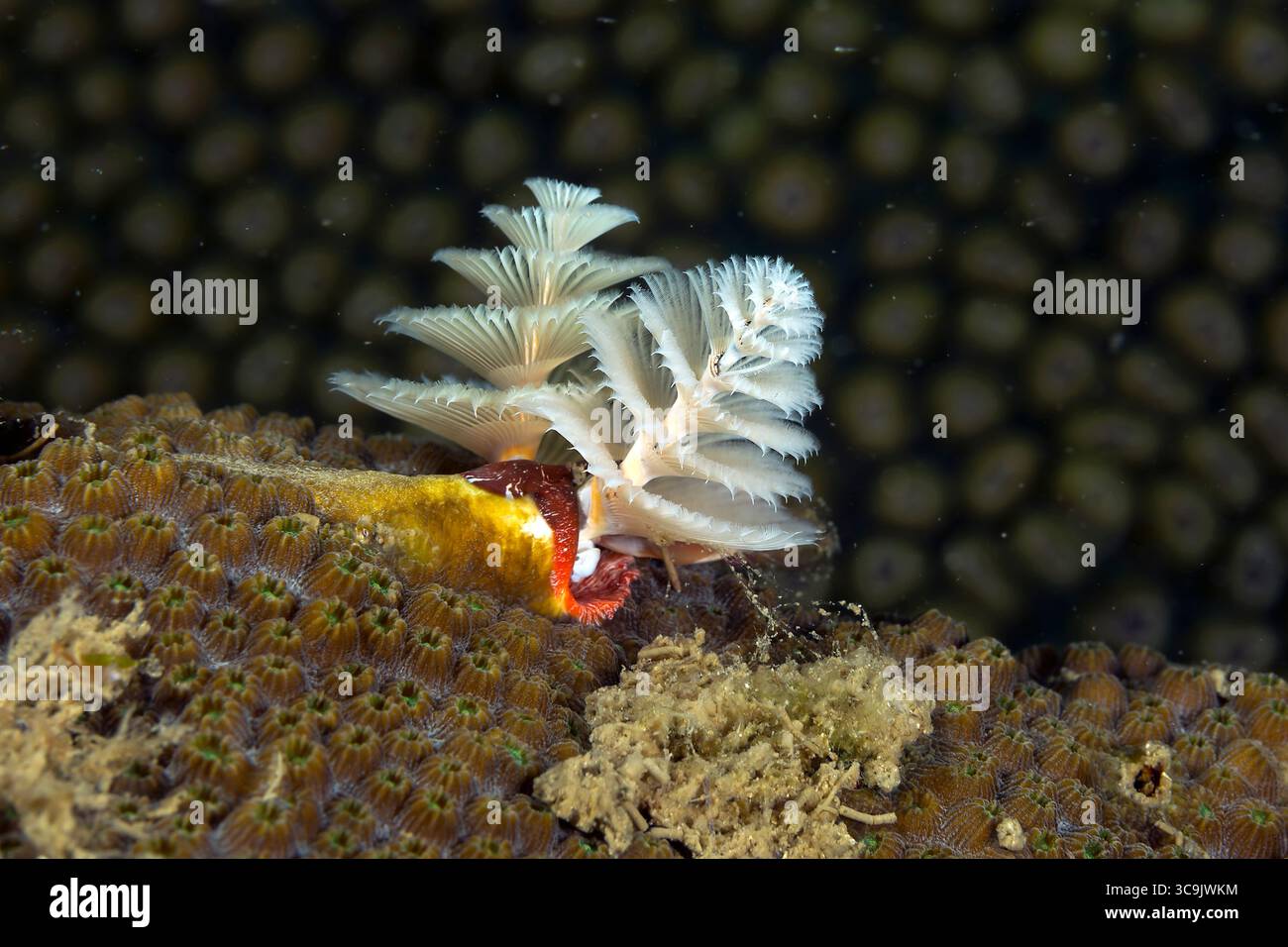 Gros plan sous-marin photographie de la vie marine aux récifs de Veracruz, Mexique Banque D'Images