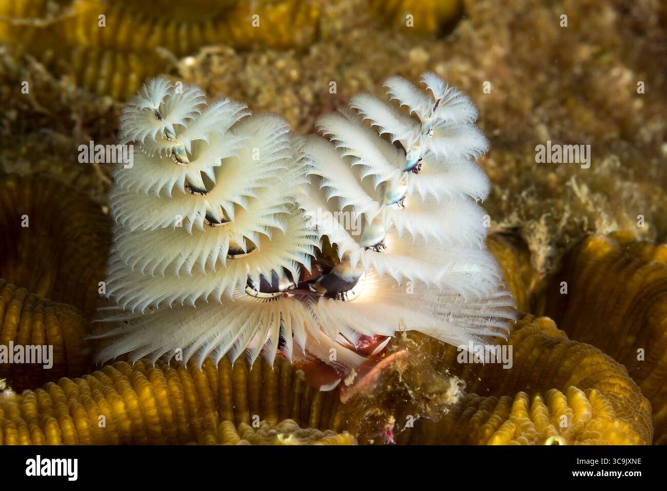 Gros plan sous-marin photographie de la vie marine aux récifs de Veracruz, Mexique Banque D'Images