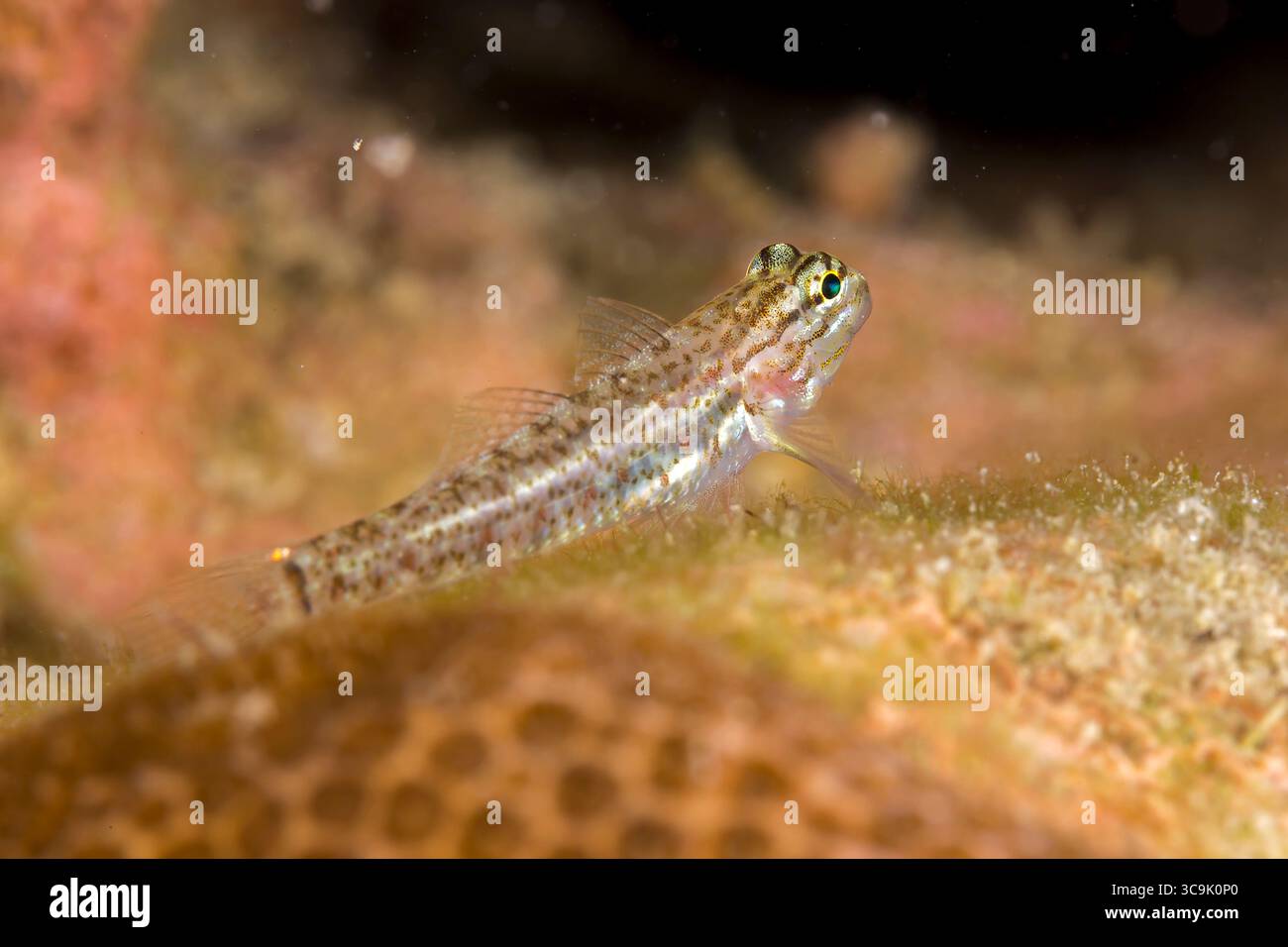 Gros plan sous-marin photographie de la vie marine aux récifs de Veracruz, Mexique Banque D'Images
