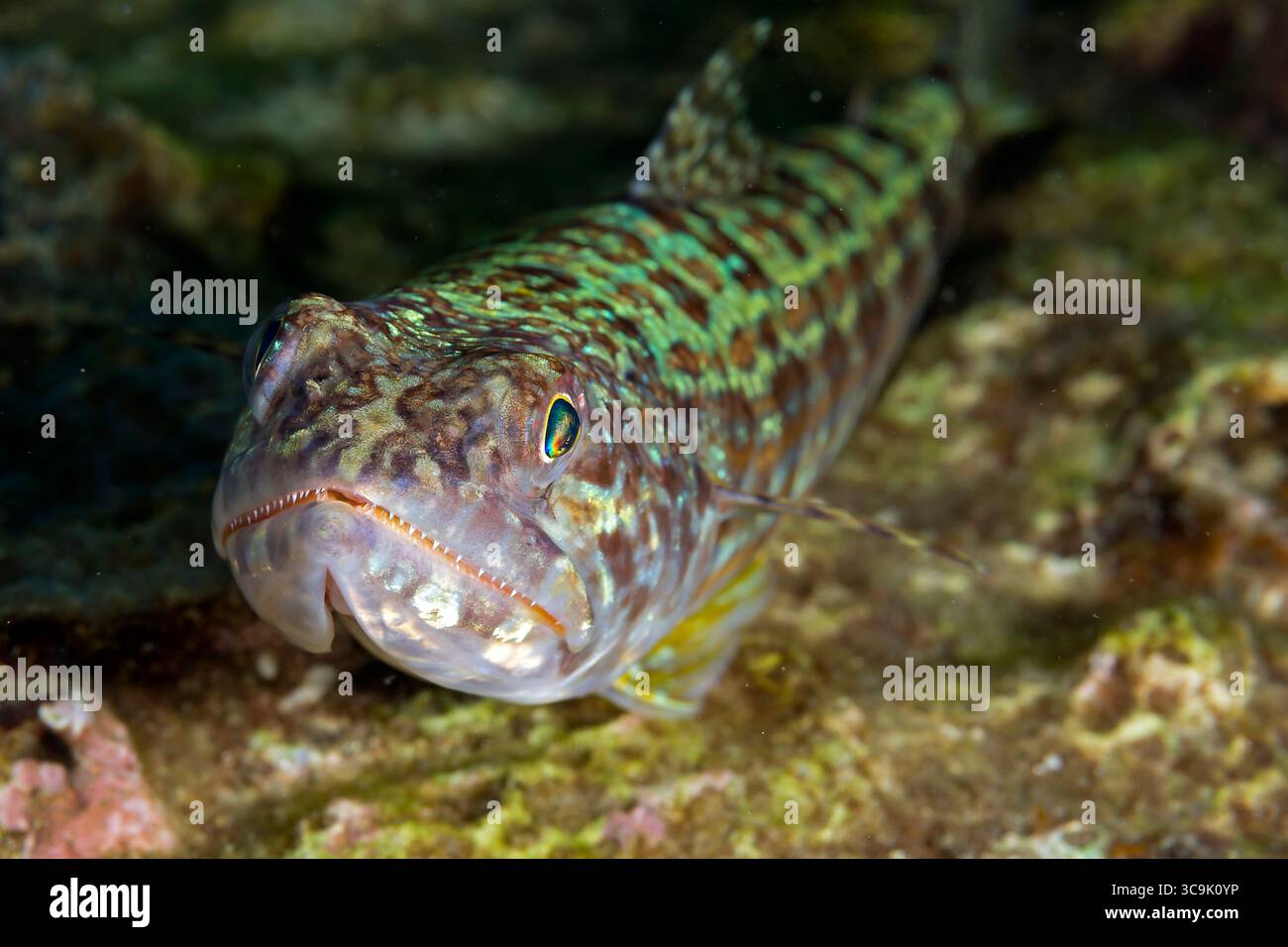 Gros plan sous-marin photographie de la vie marine aux récifs de Veracruz, Mexique Banque D'Images