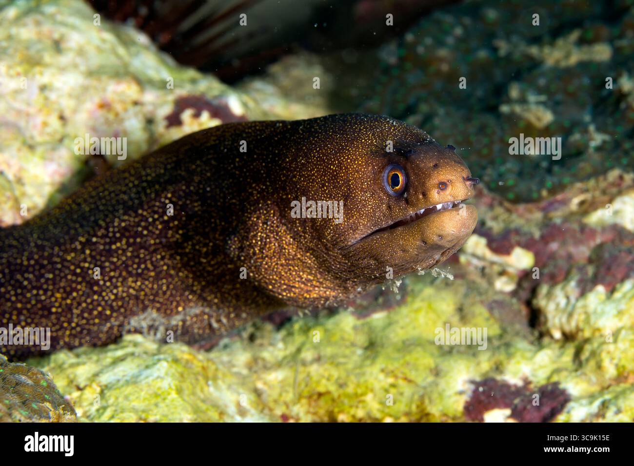 Gros plan sous-marin photographie de la vie marine aux récifs de Veracruz, Mexique Banque D'Images