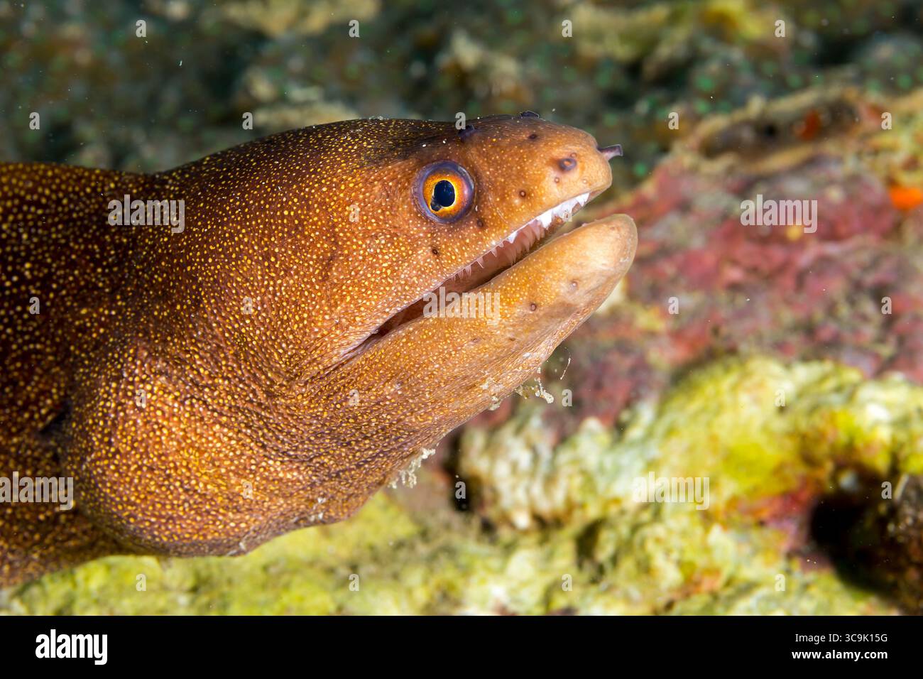 Gros plan sous-marin photographie de la vie marine aux récifs de Veracruz, Mexique Banque D'Images