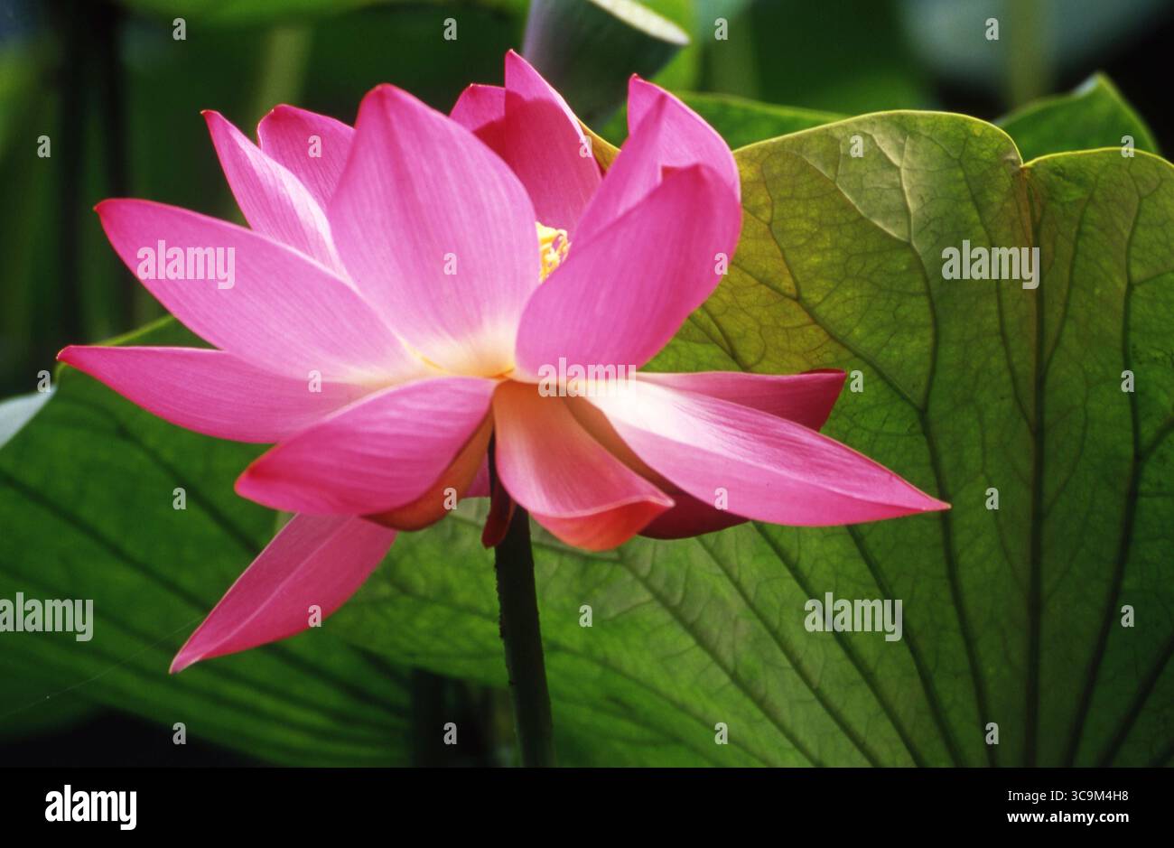Fleur de Lotus rose avec feuille veinée rétroéclairée dans le paisible jardin d'été Banque D'Images