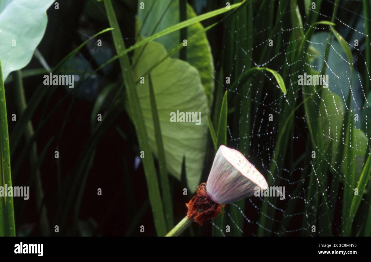 Lotus Seed Pod et Dew-Beaded Spider Web dans Morning Wetland Banque D'Images