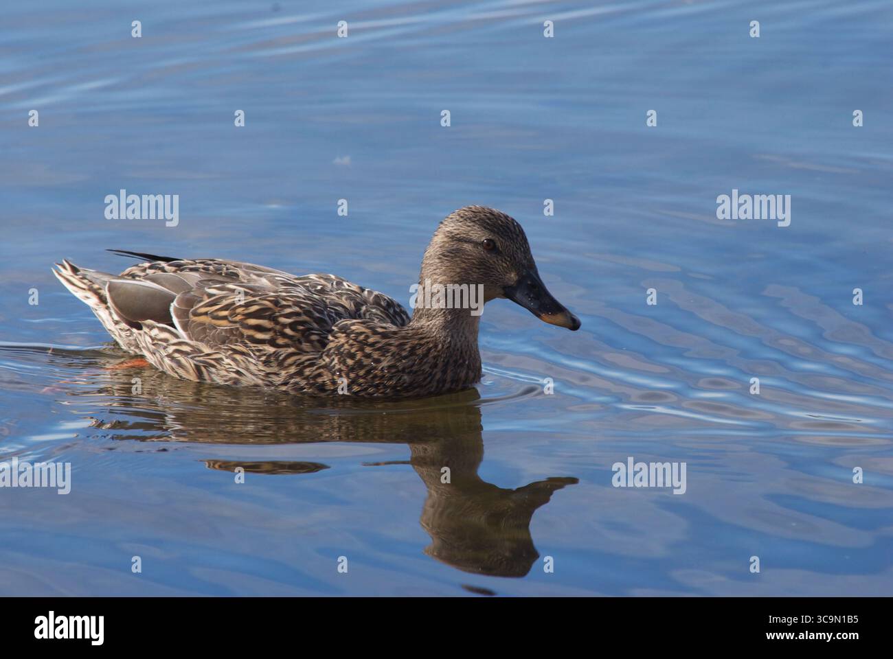 canard femelle nageant dans le lac Banque D'Images