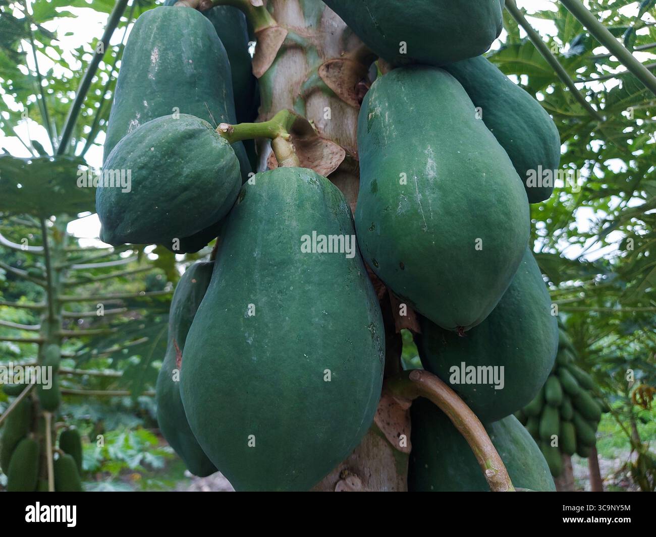 La papaye ou 'kates' est un fruit vert qui est utile pour la digestion et ses graines sont utiles pour abaisser le taux de cholestérol Banque D'Images