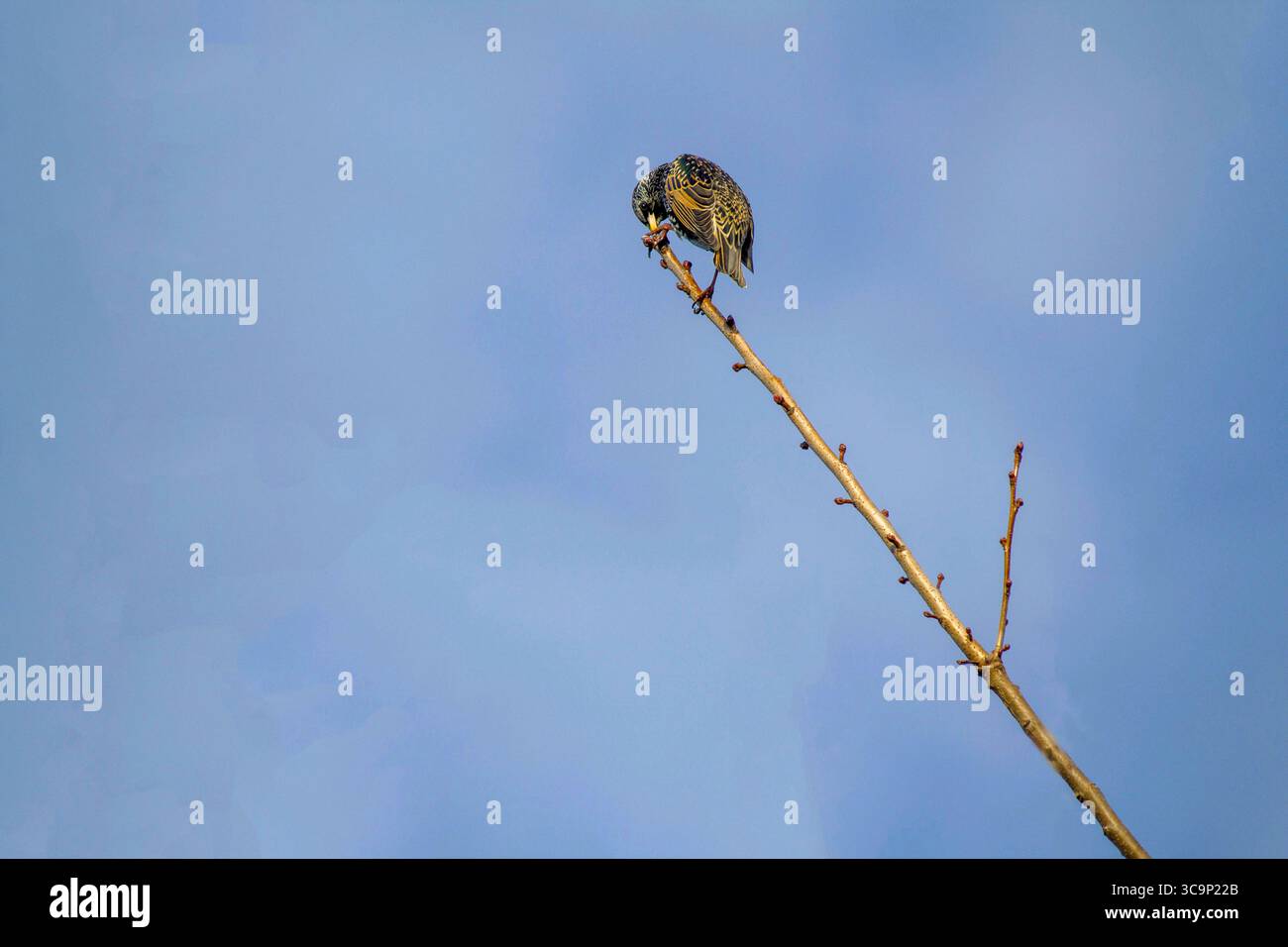 28 juin 2020, Sydney, Nouvelle-Galles du Sud, Australie : Starling australien (Sturnus vulgaris) perché sur une branche d'arbre à Sydney, Nouvelle-Galles du Sud ; Australie. L'étourneau commun, également connu sous le nom d'étourneau européen en Amérique du Nord et simplement sous le nom d'étourneau en Grande-Bretagne et en Irlande, est un passereau de taille moyenne de la famille des étourneaux, les Sturnidae. Il a une grande variation de plumage. Les deux sexes sont similaires, bien que la femelle soit moins brillante que le mâle. Ceux-ci sont le plus souvent vus à la recherche de graines et d'insectes sur les pelouses et dans les paddocks. D'autres aliments comprennent les araignées, les vers, le scr humain Banque D'Images