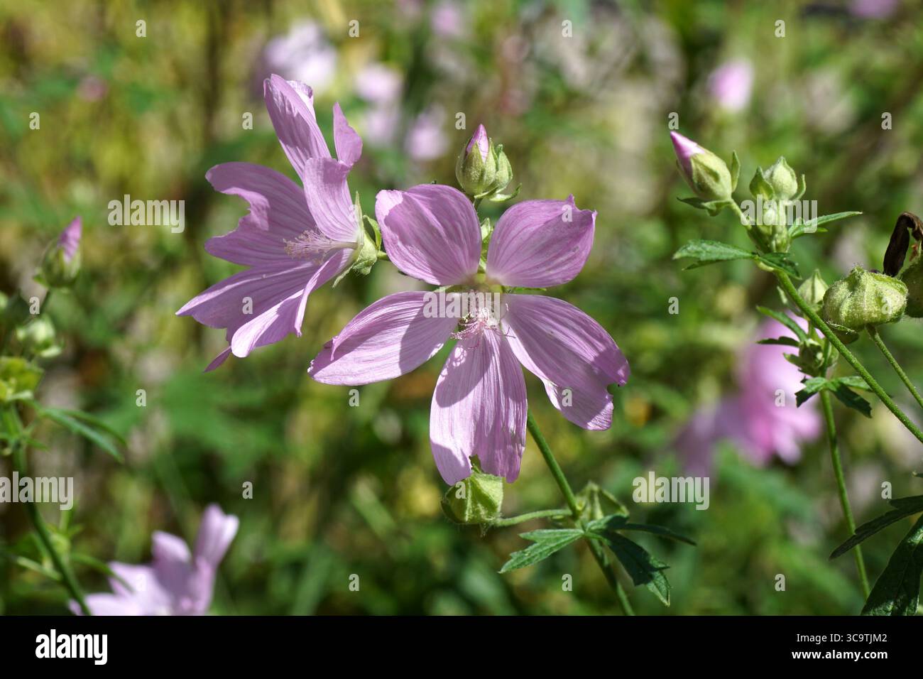Fleurs de musc-mauve (Malva alcea). Pays-Bas, été, juillet Banque D'Images