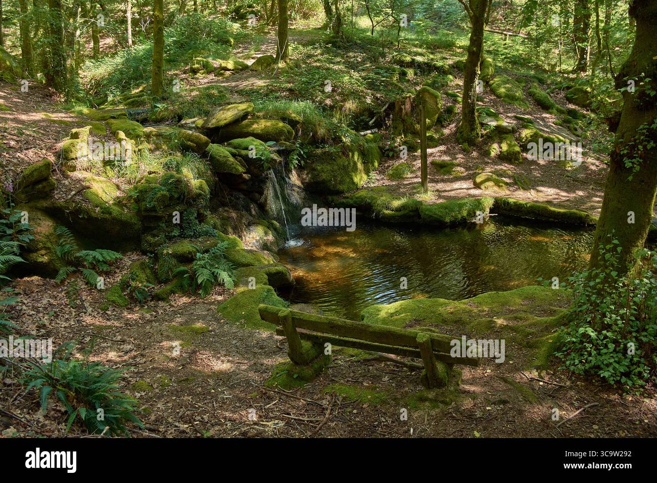 Scène sereine au cœur du parc naturel de Monte Aloia, avec une piscine cristalline entourée d'une végétation dense, de mousse et de grands arbres. Banque D'Images