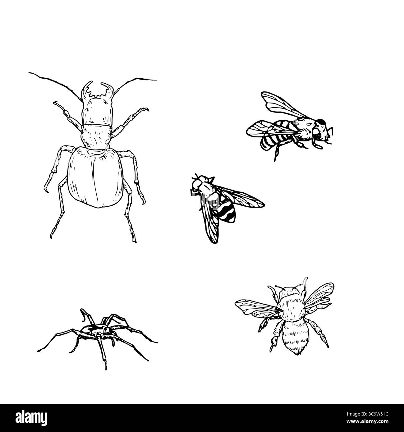 Un coléoptère et un bourdon, des mouches et des abeilles, un ensemble de silhouettes en croquis noir et blanc. Illustration vectorielle. Un simple dessin d'insectes et Illustration de Vecteur