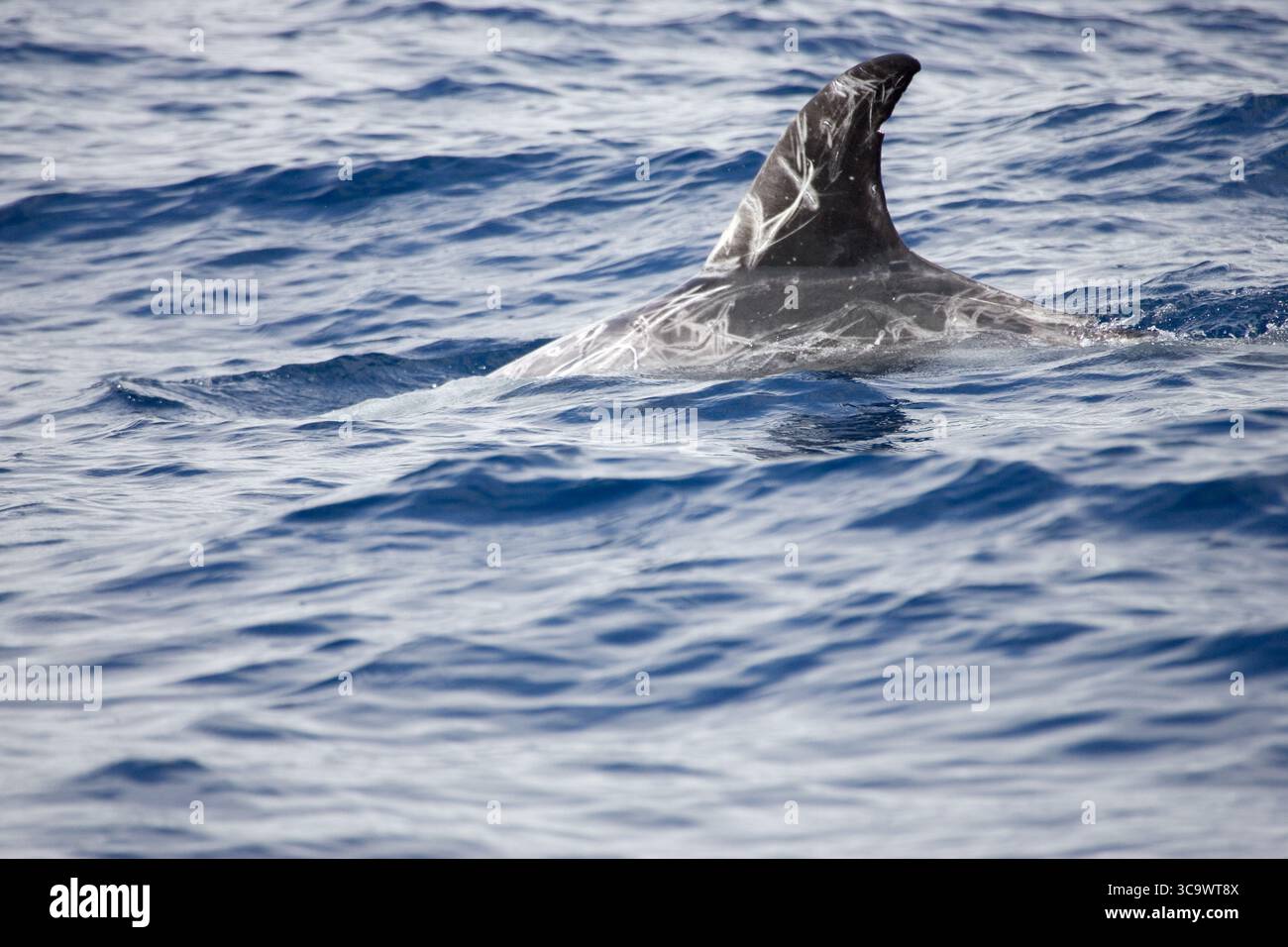 Dauphin de Risso Grampus griseus dans l'océan Atlantique au large des Açores, Portugal, septembre 2004 Banque D'Images